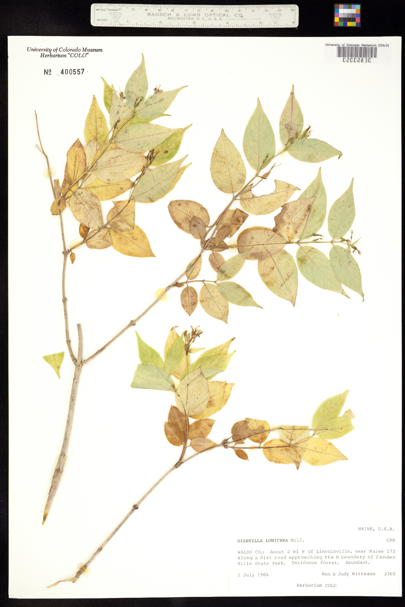 Diervilla lonicera image