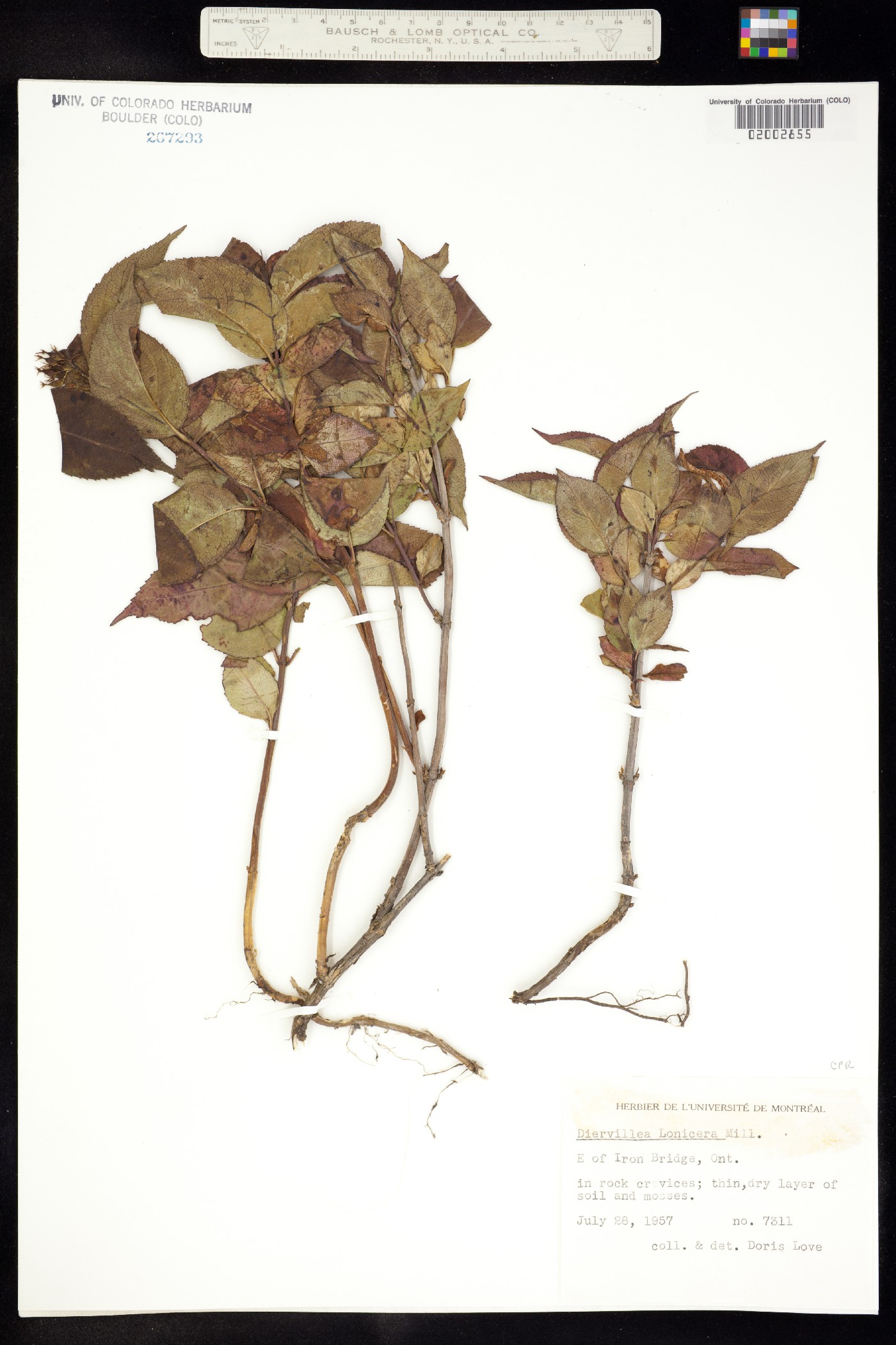 Diervilla lonicera image