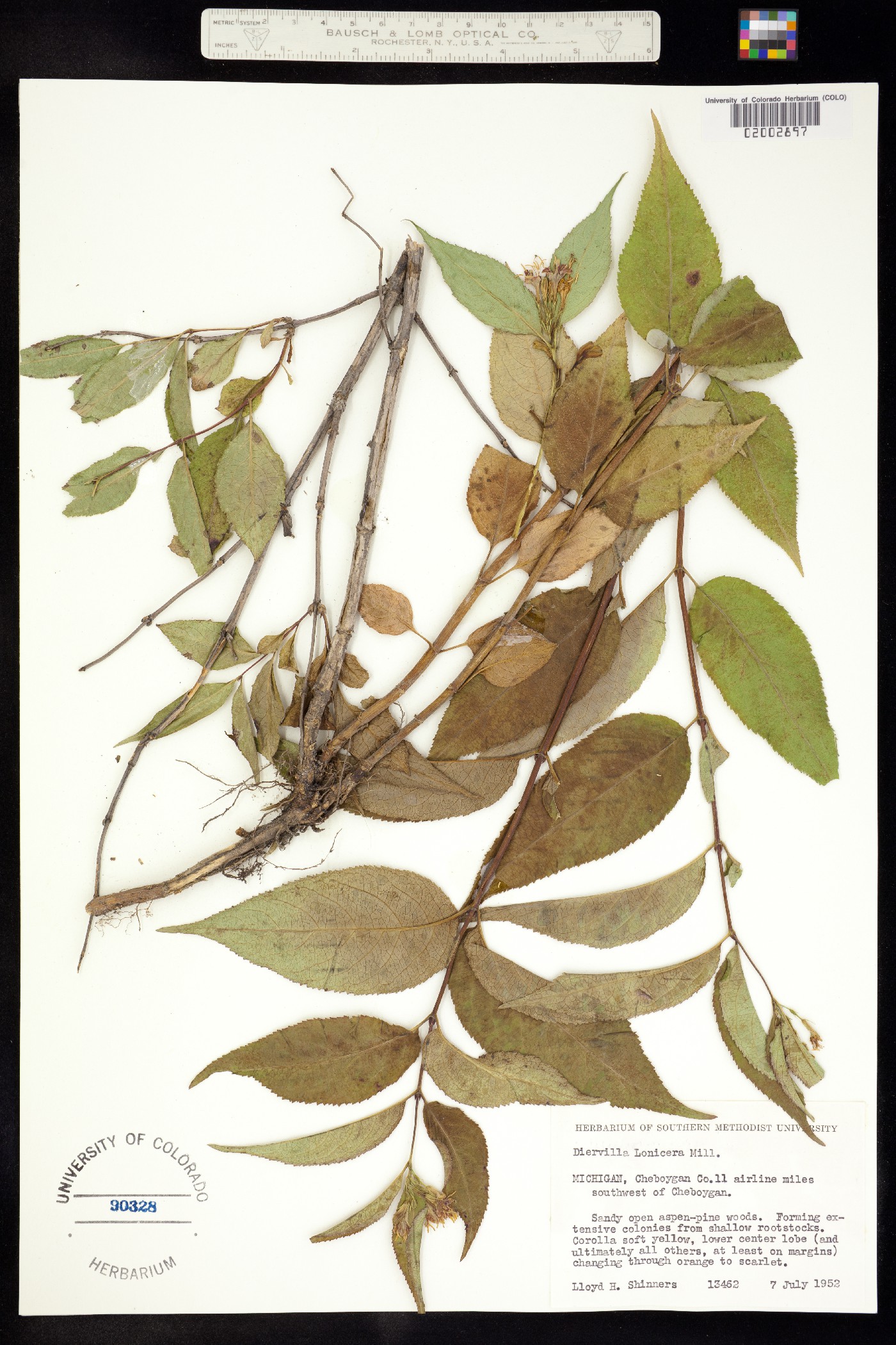 Diervilla lonicera image