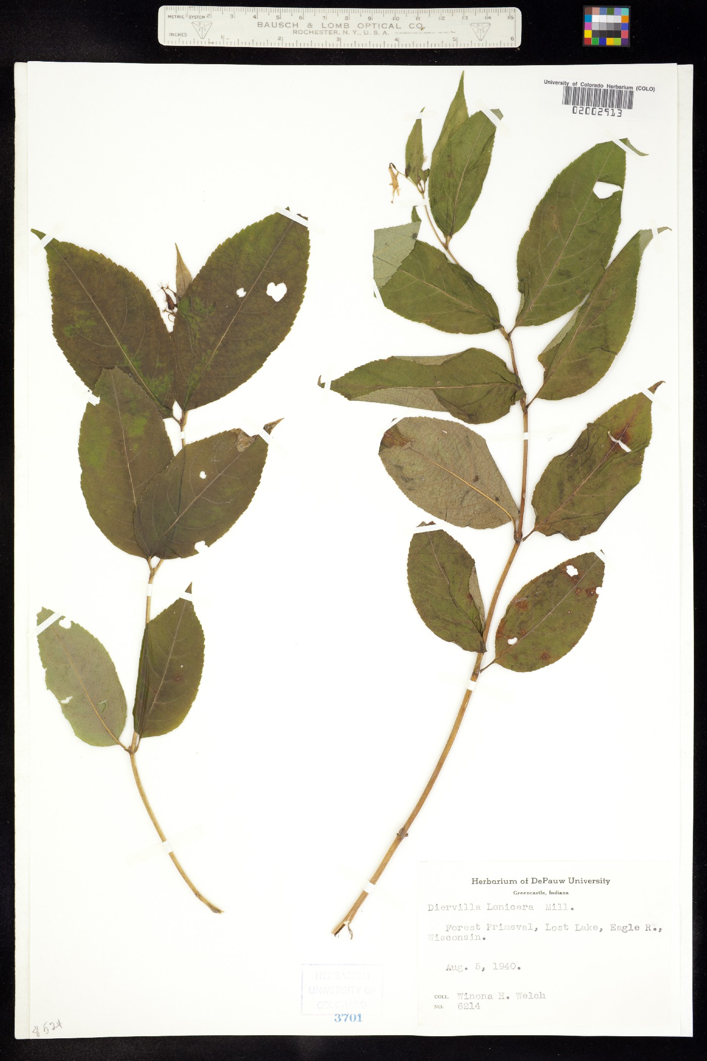 Diervilla lonicera image