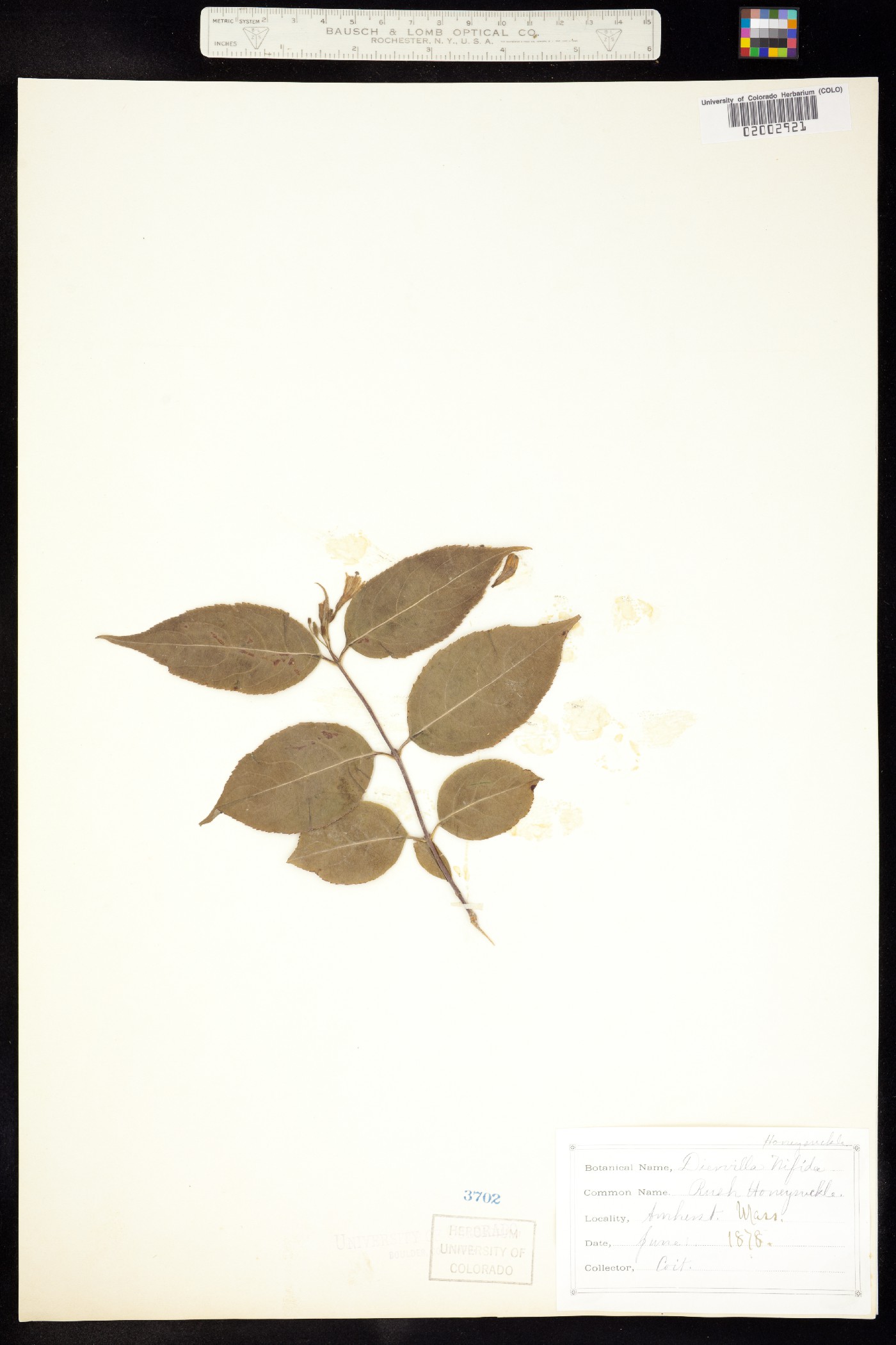 Diervillaceae image