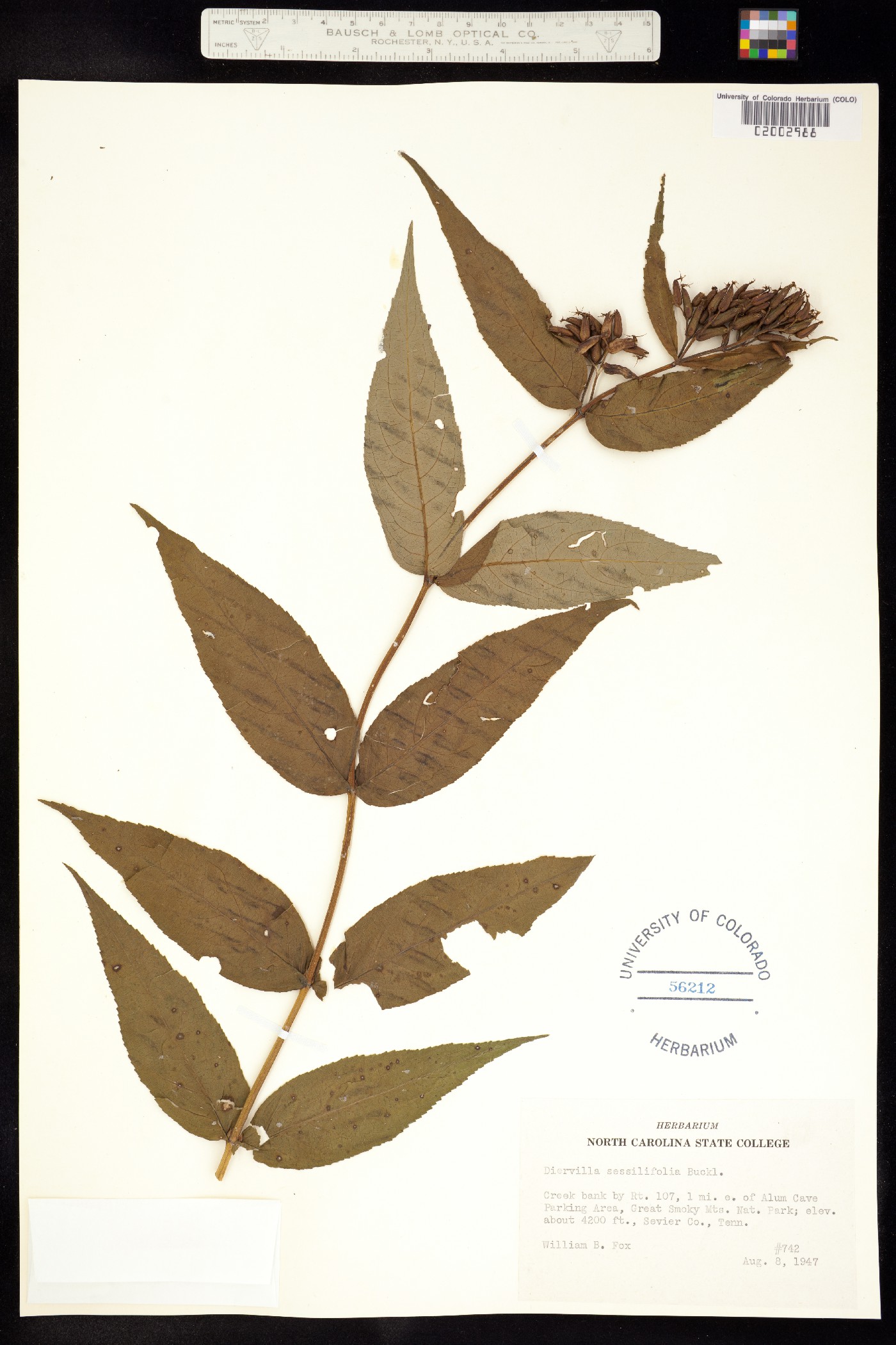 Diervilla image