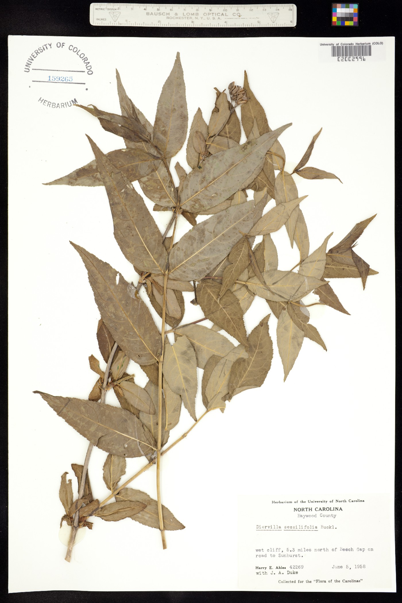 Diervillaceae image