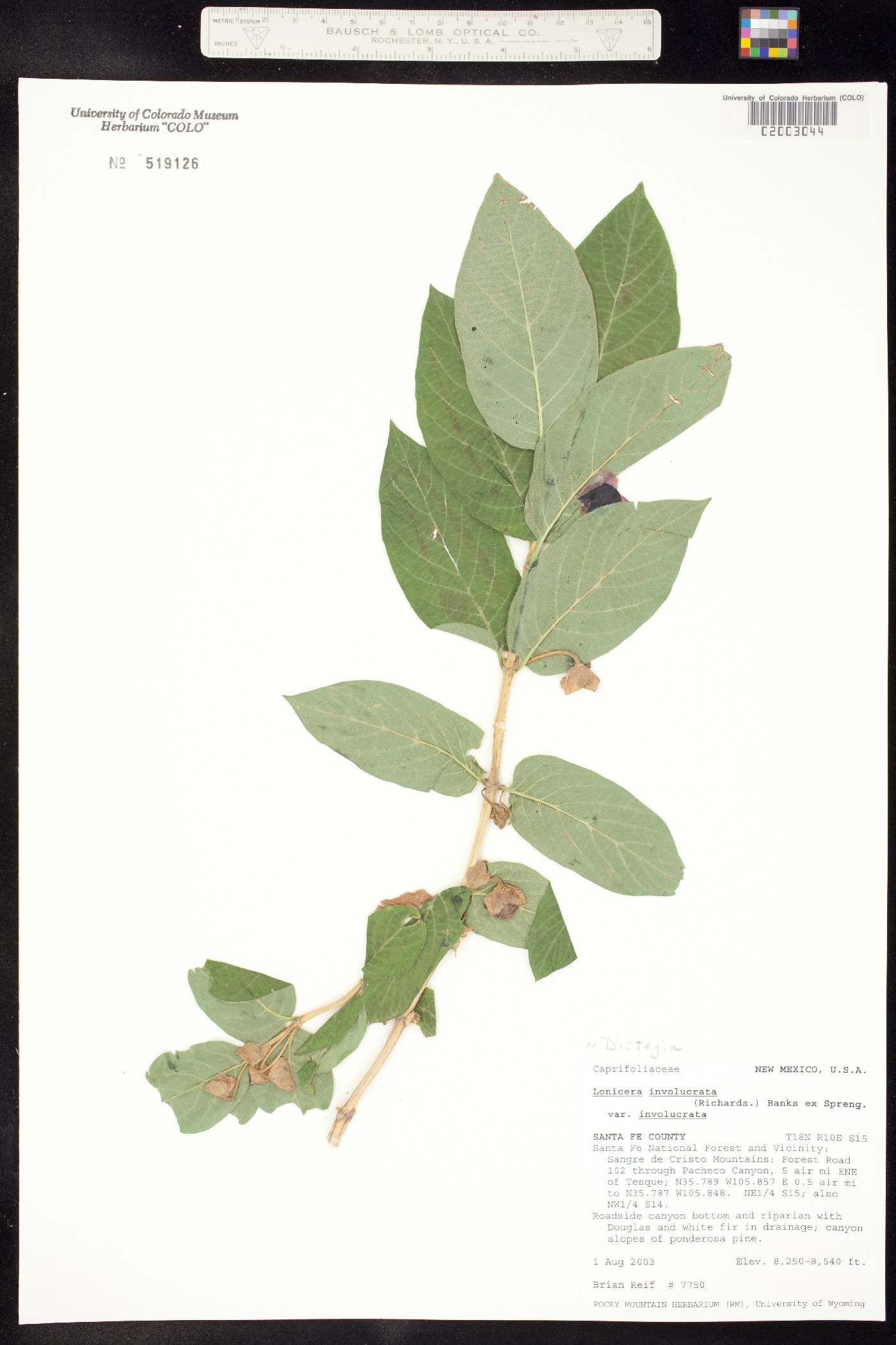 Lonicera involucrata image