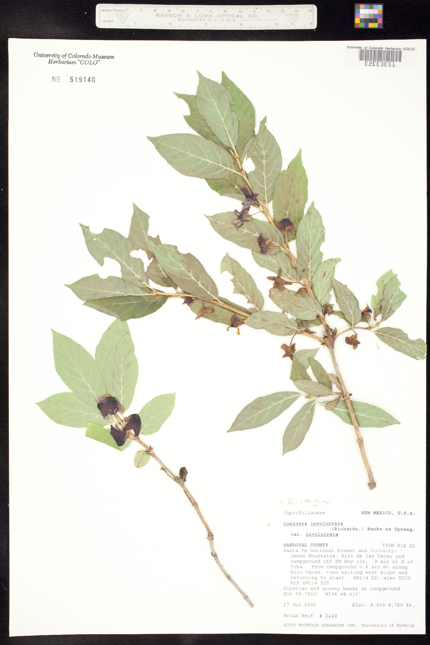 Distegia image