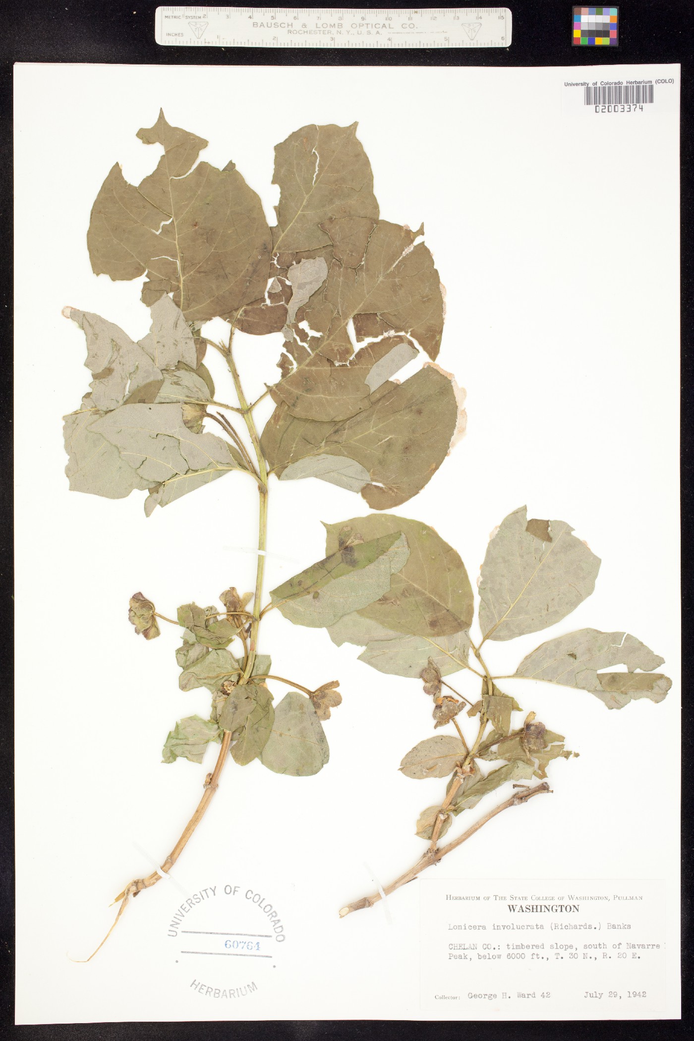 Lonicera involucrata image
