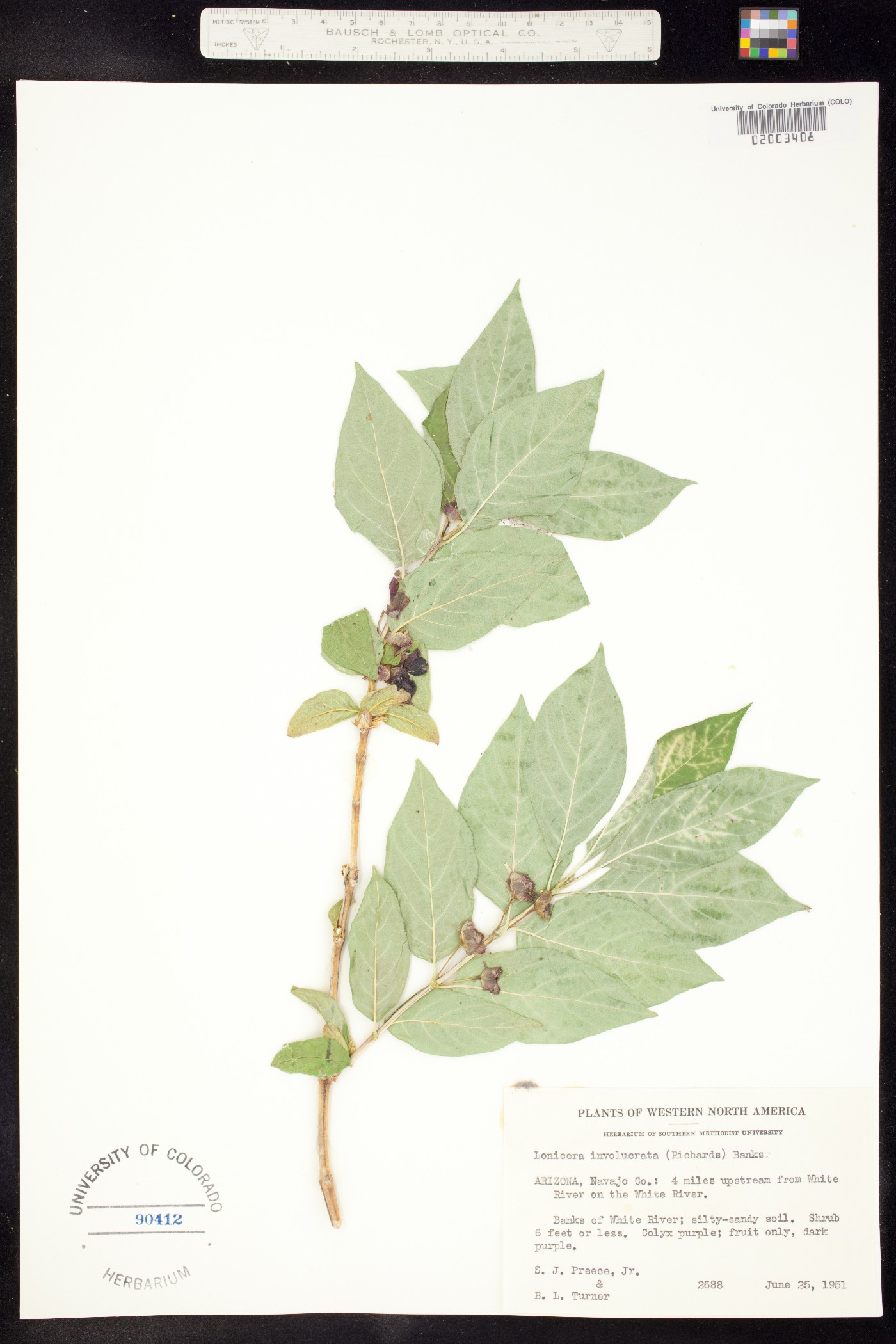 Lonicera involucrata image