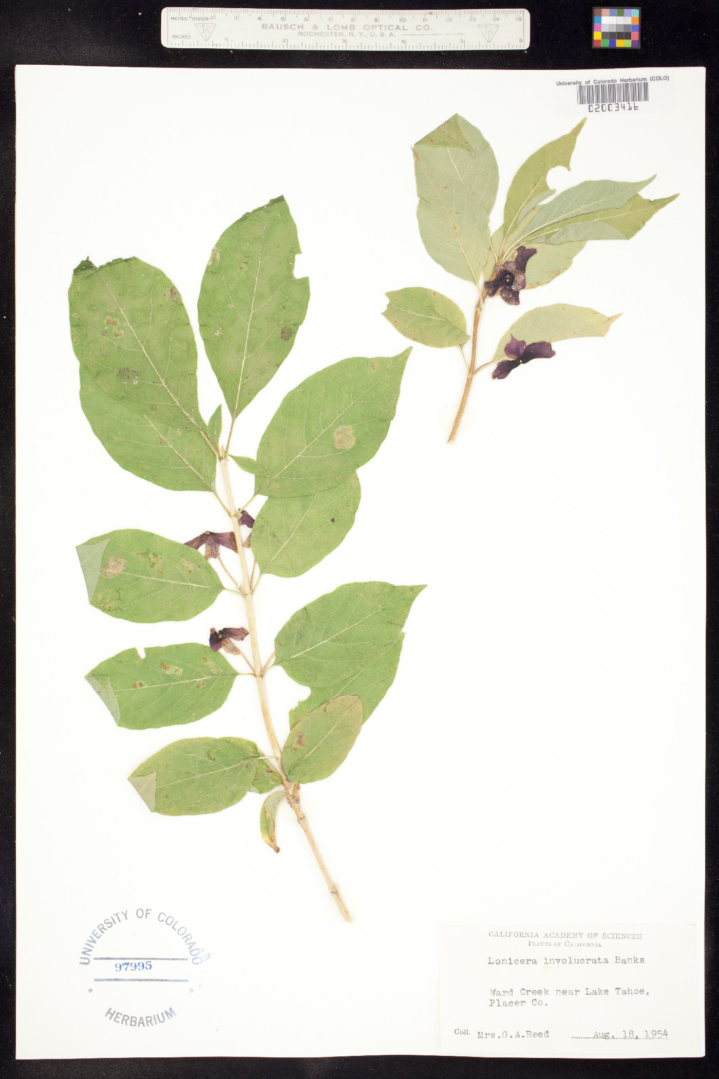 Distegia image