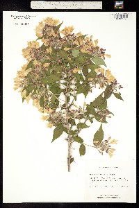 Image of Kolkwitzia amabilis