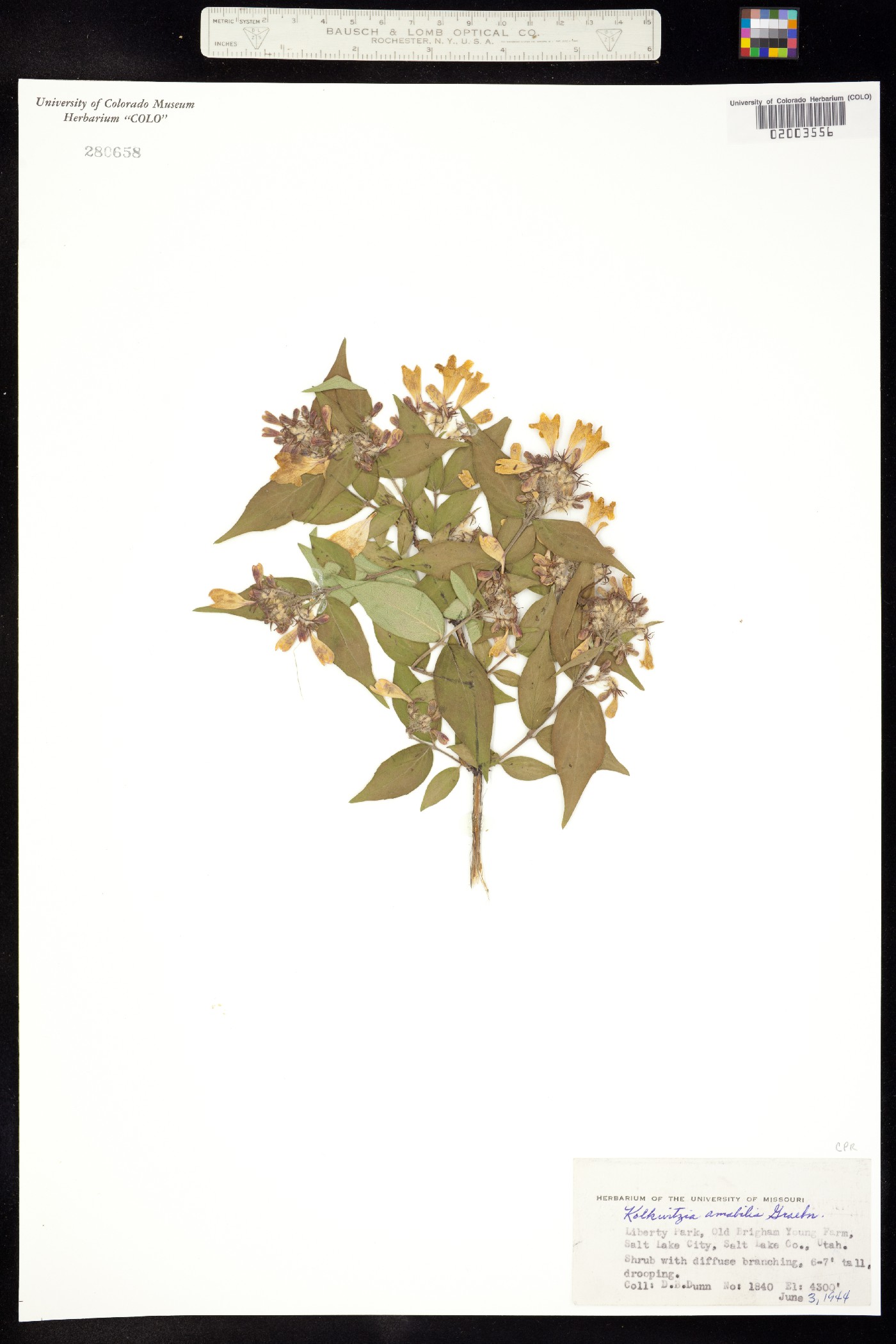 Kolkwitzia amabilis image