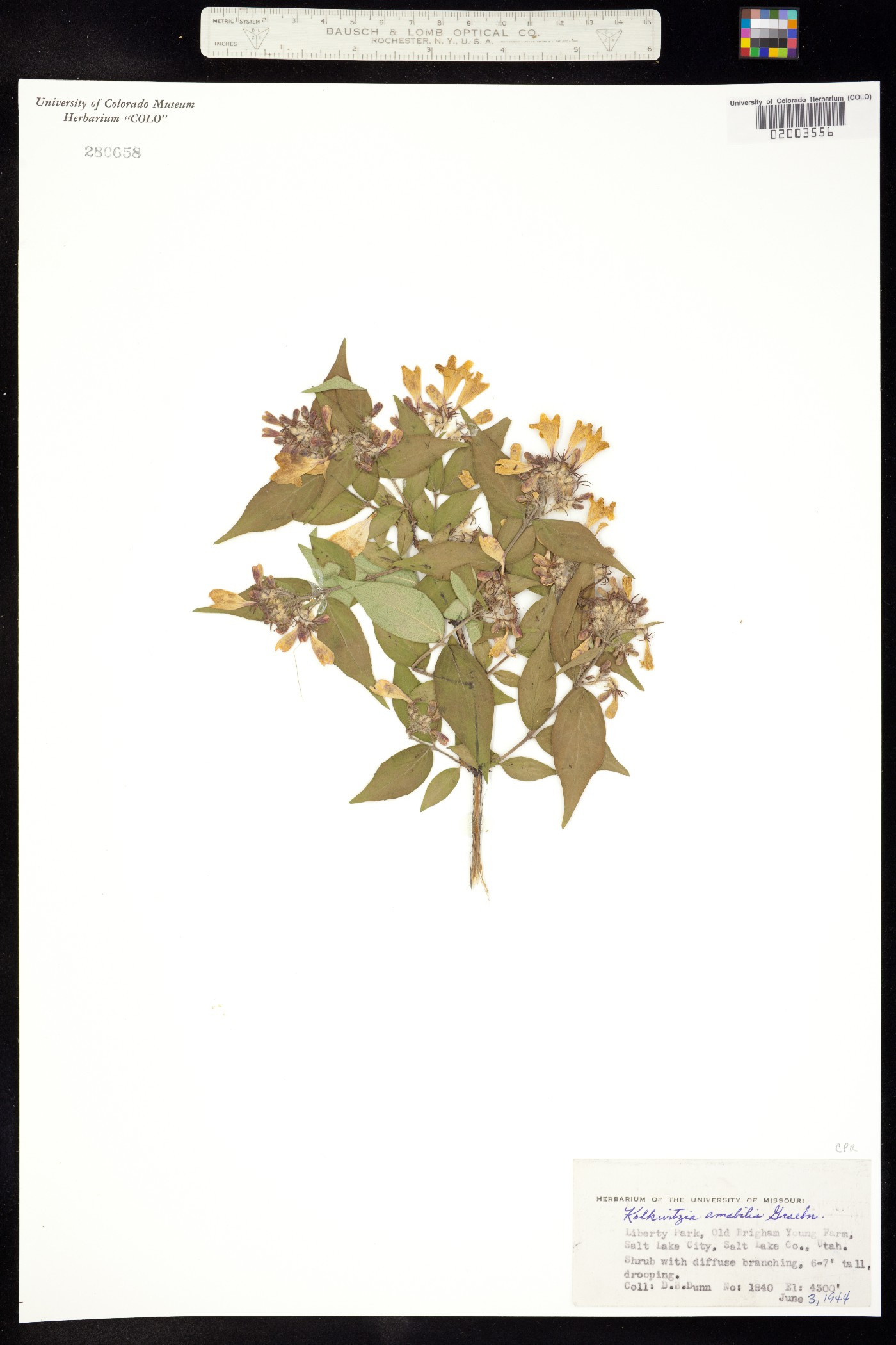 Linnaeaceae image