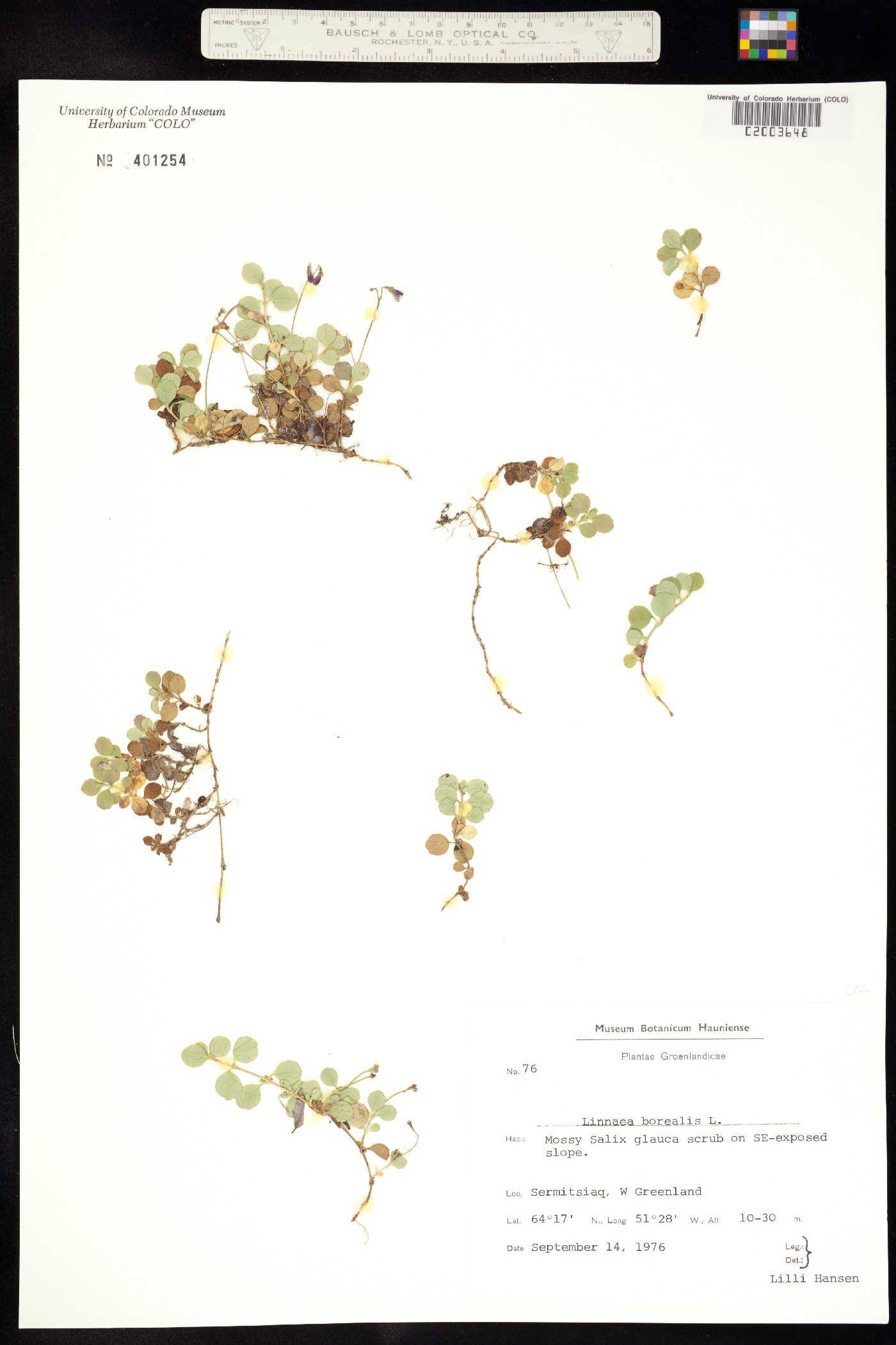 Linnaea borealis image