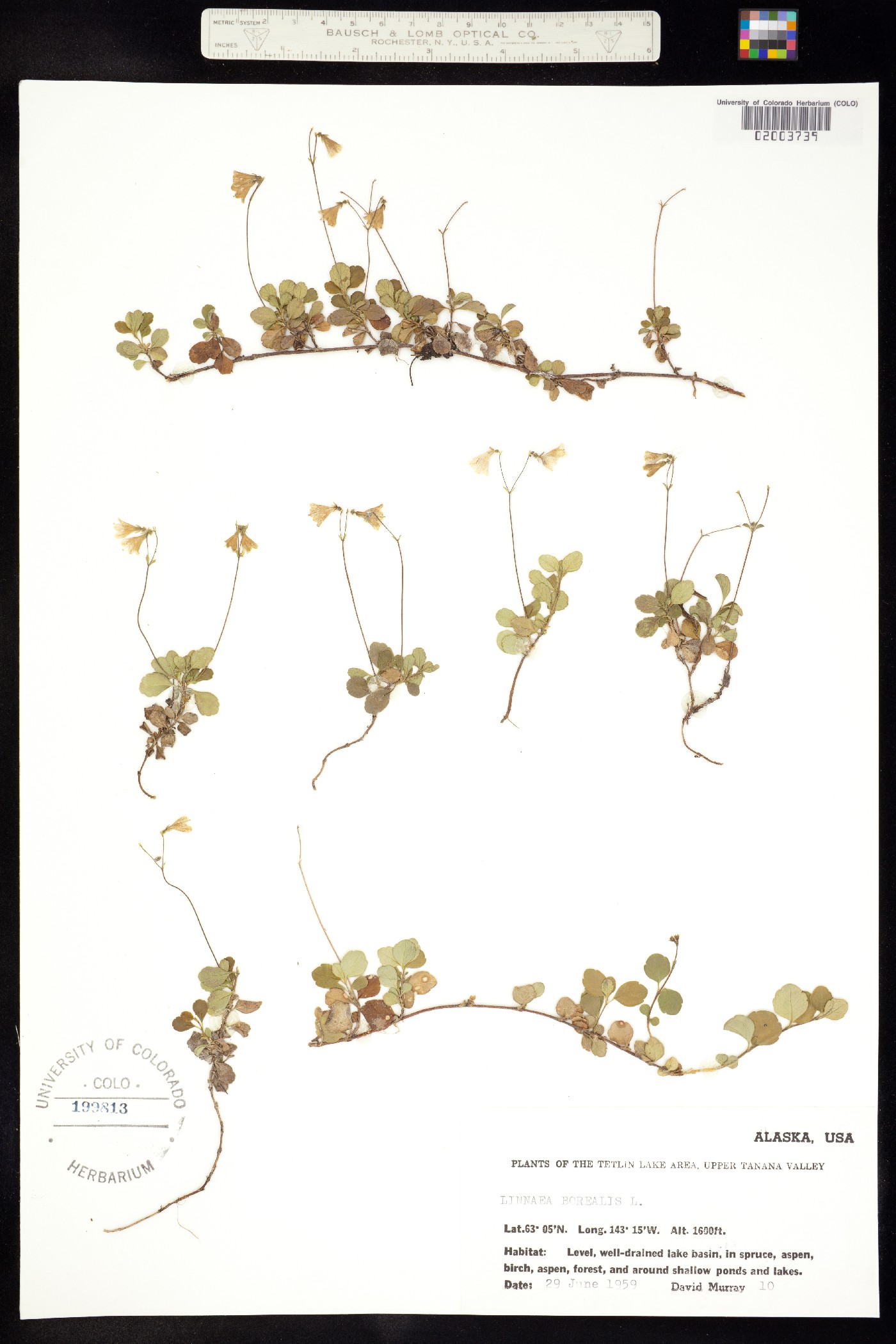 Linnaea borealis image