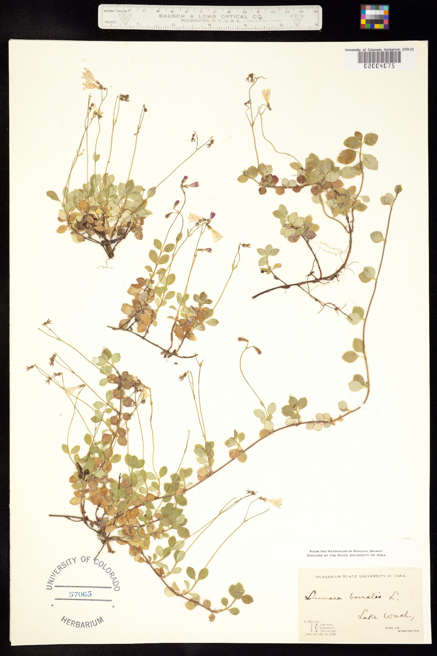 Linnaea borealis image