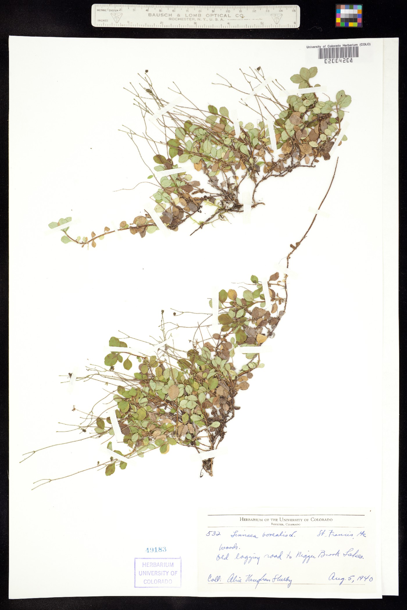 Caprifoliaceae image