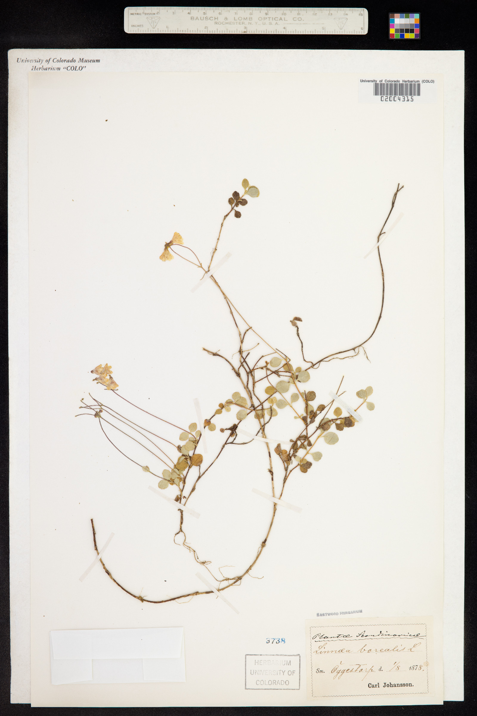 Linnaea borealis image
