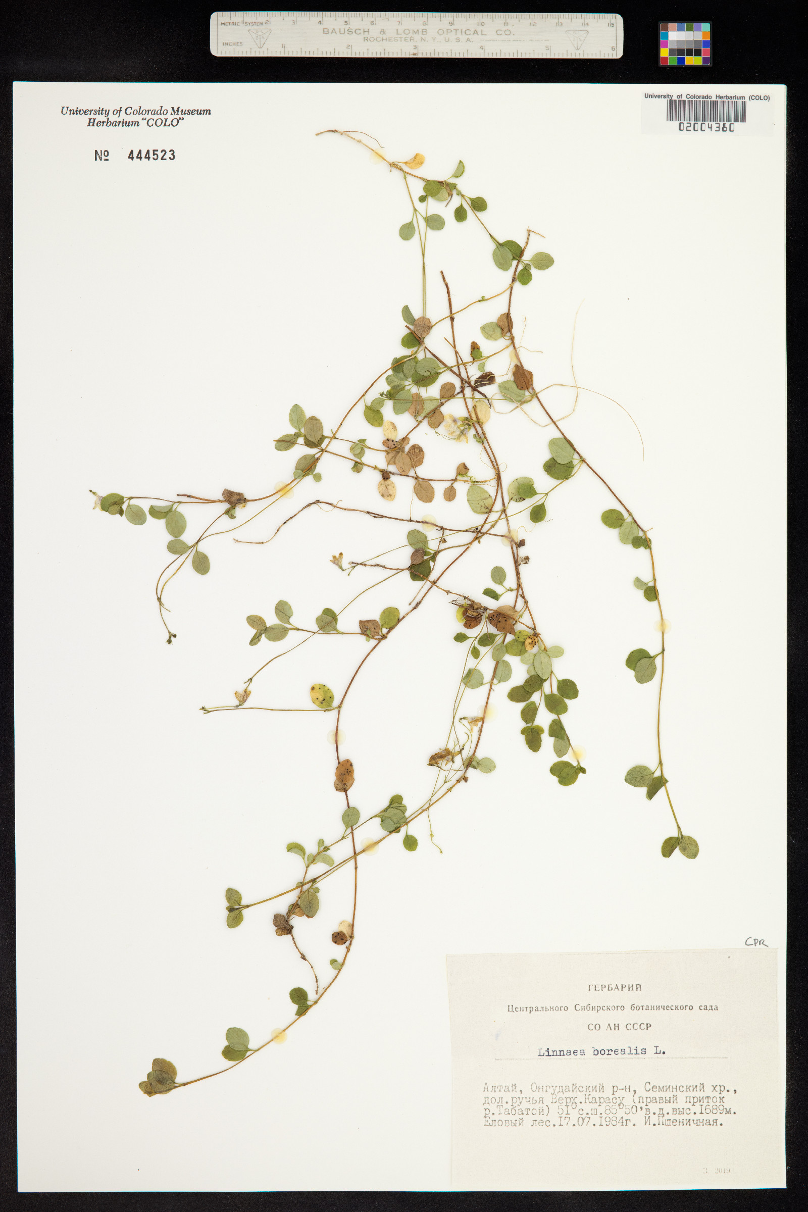 Linnaea borealis image