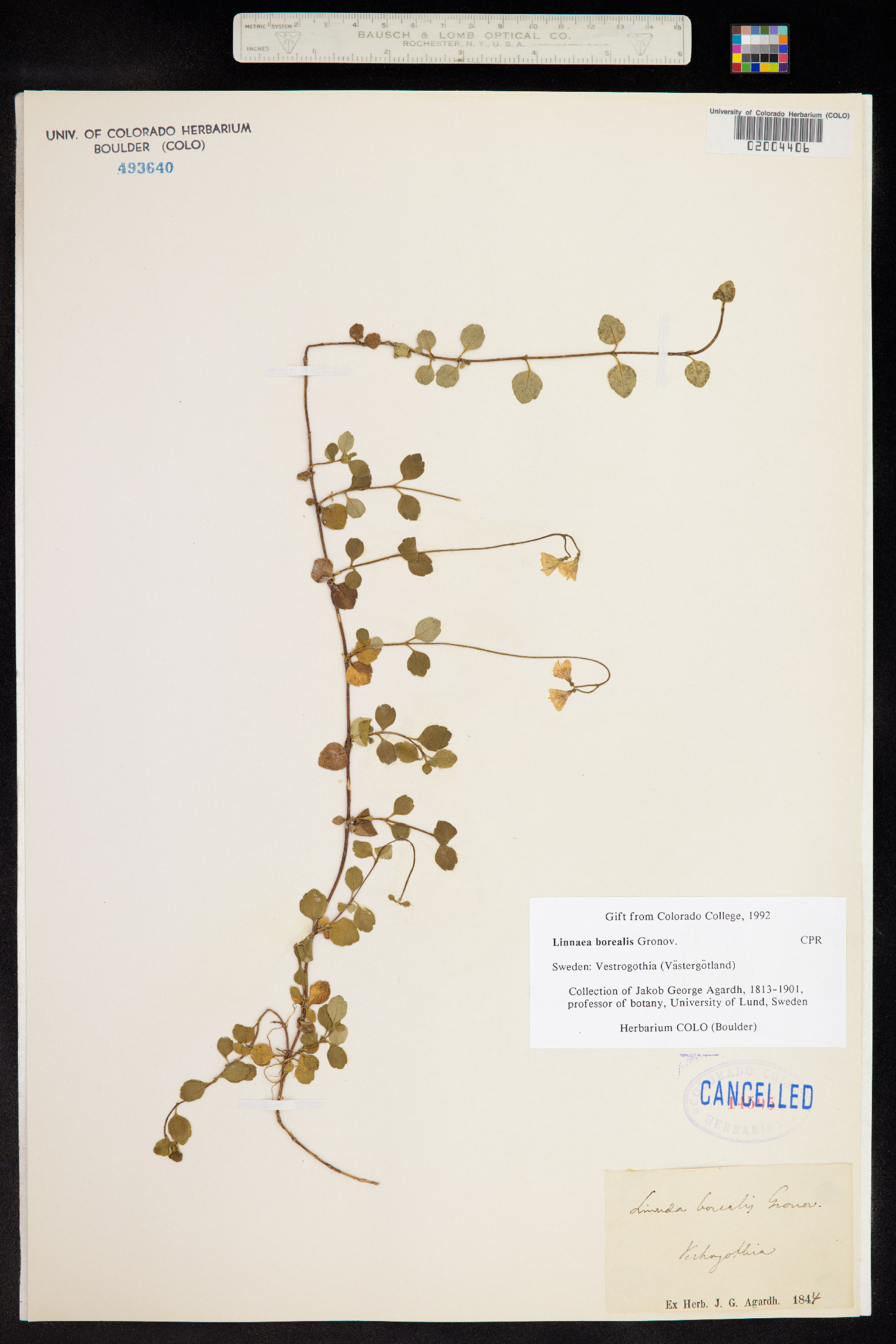 Linnaea borealis image