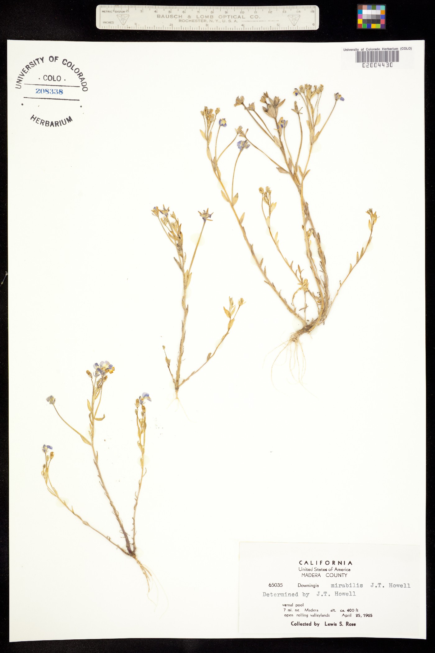 Downingia ornatissima var. mirabilis image