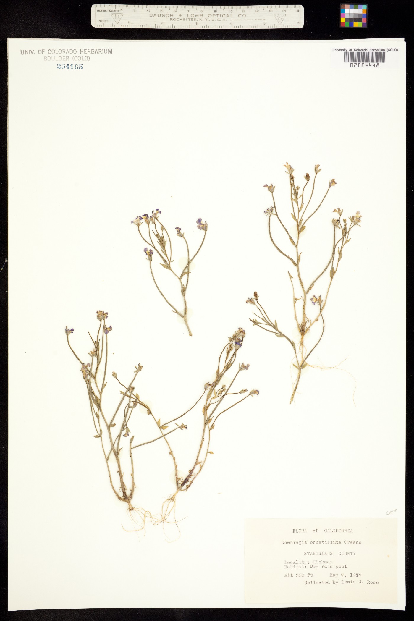 Downingia ornatissima image