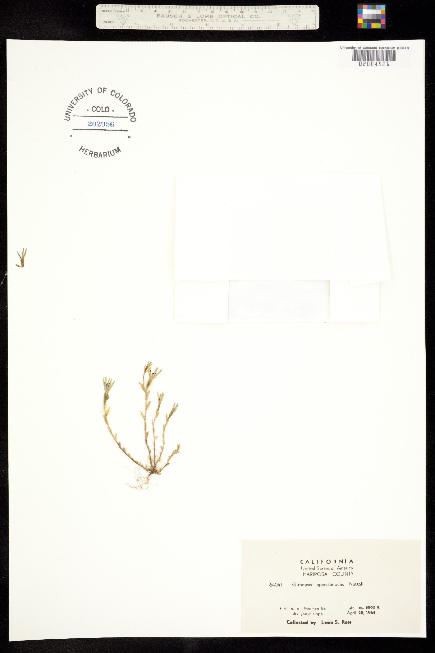 Githopsis specularioides image