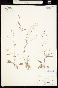 Lobelia flexuosa image