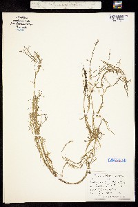 Image of Howellia aquatilis