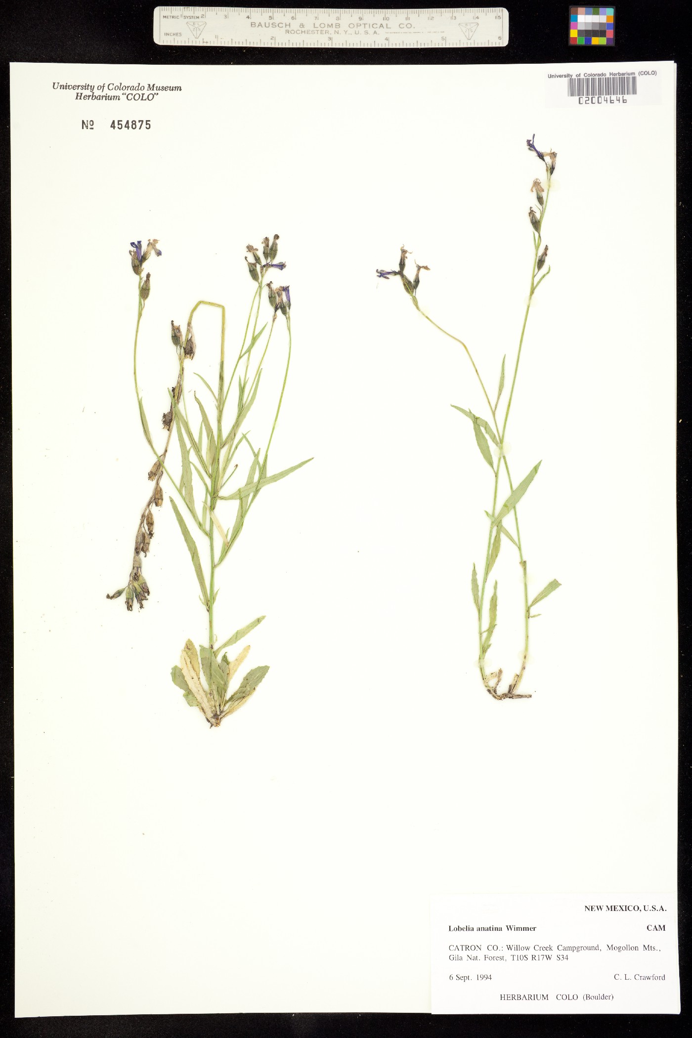 Lobelia anatina image