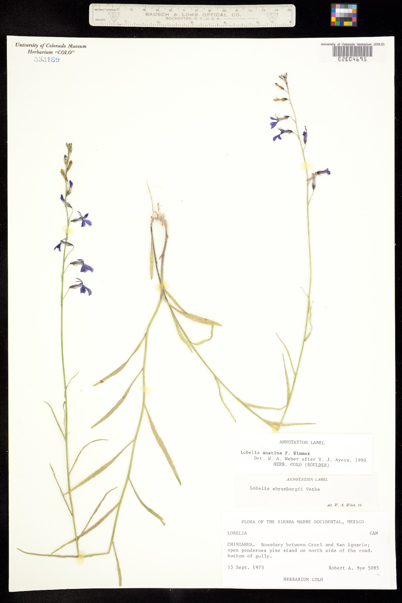 Lobelia anatina image