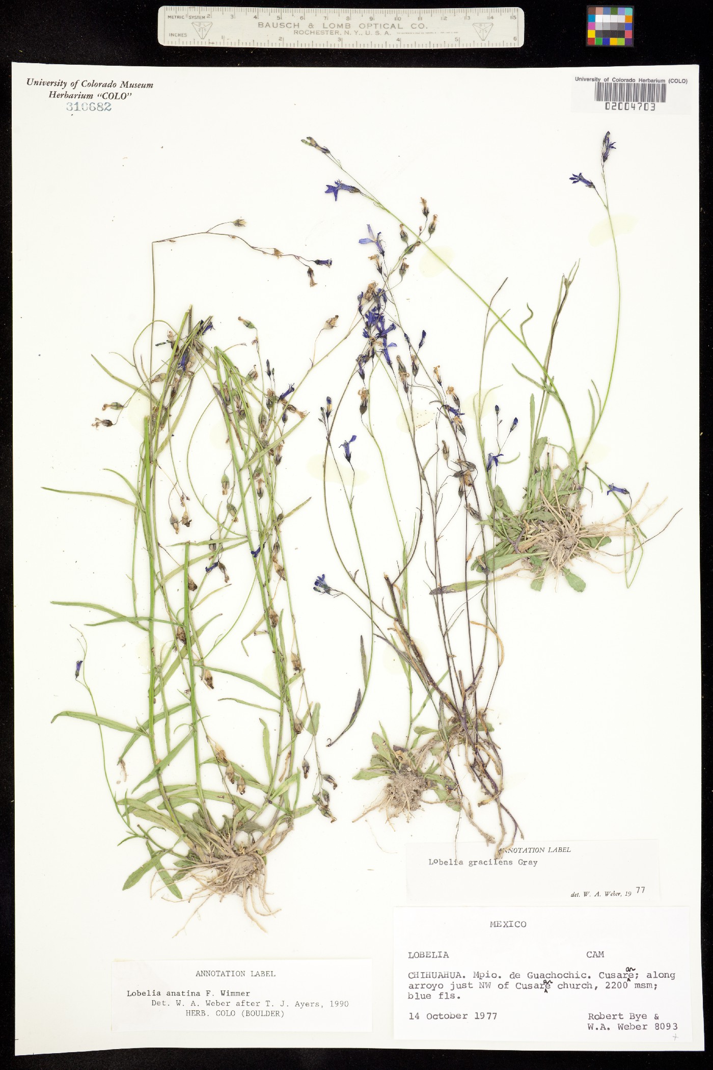 Lobelia anatina image