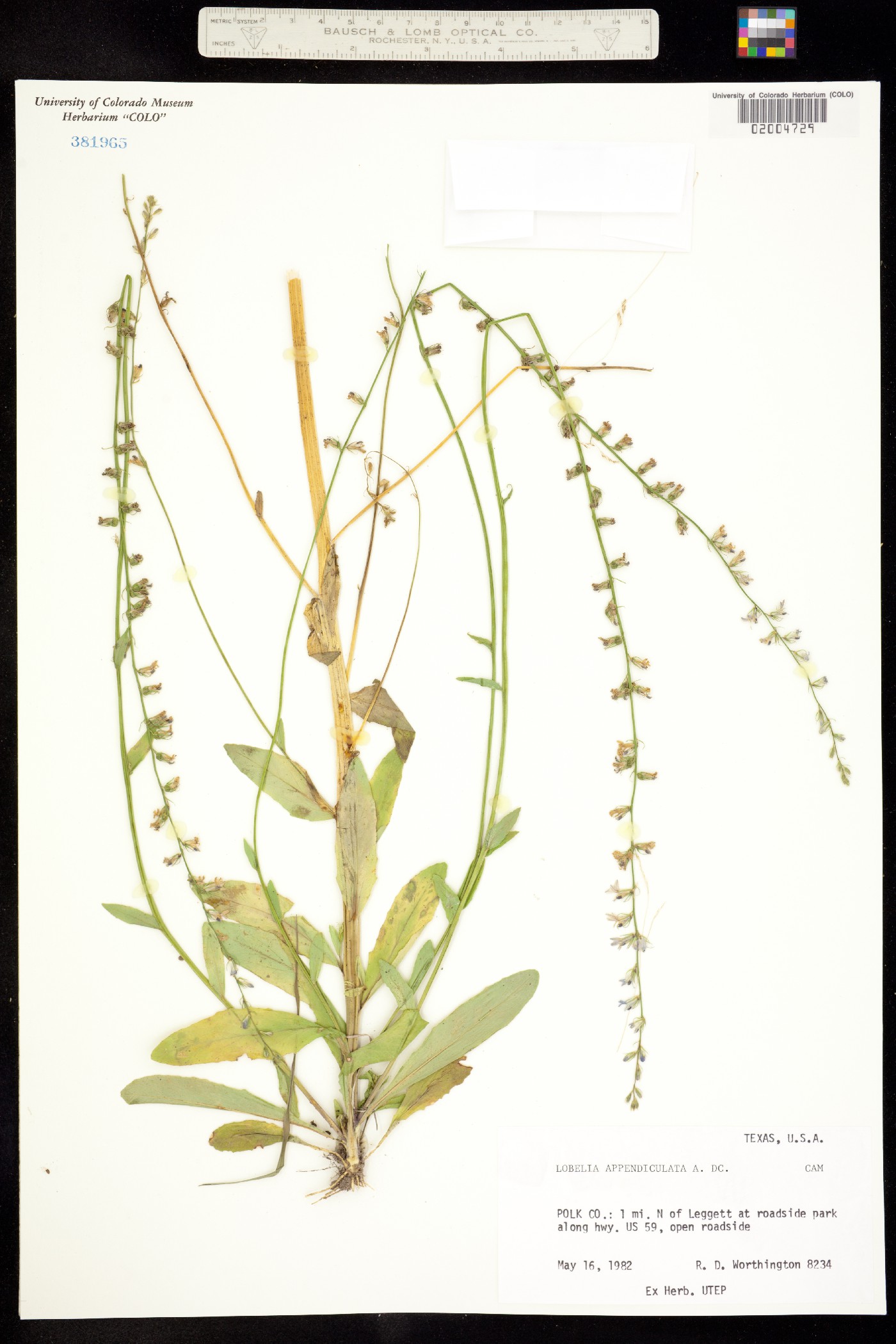 Lobelia appendiculata image