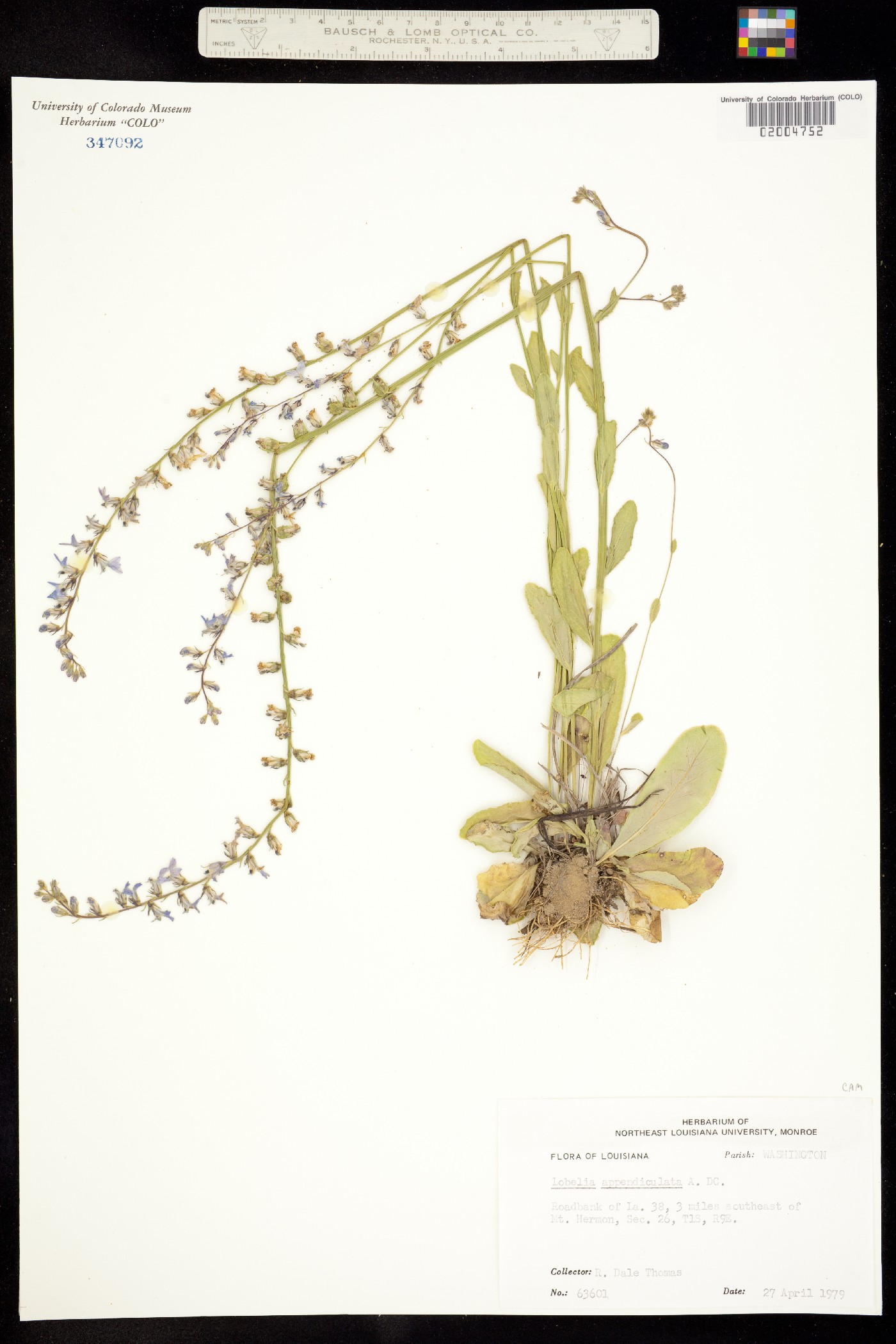 Lobelia appendiculata image