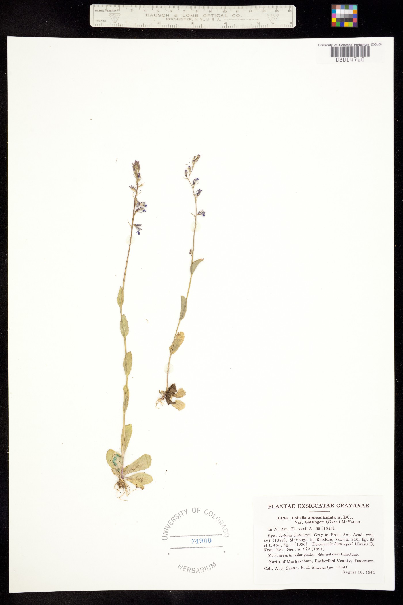 Lobelia appendiculata image