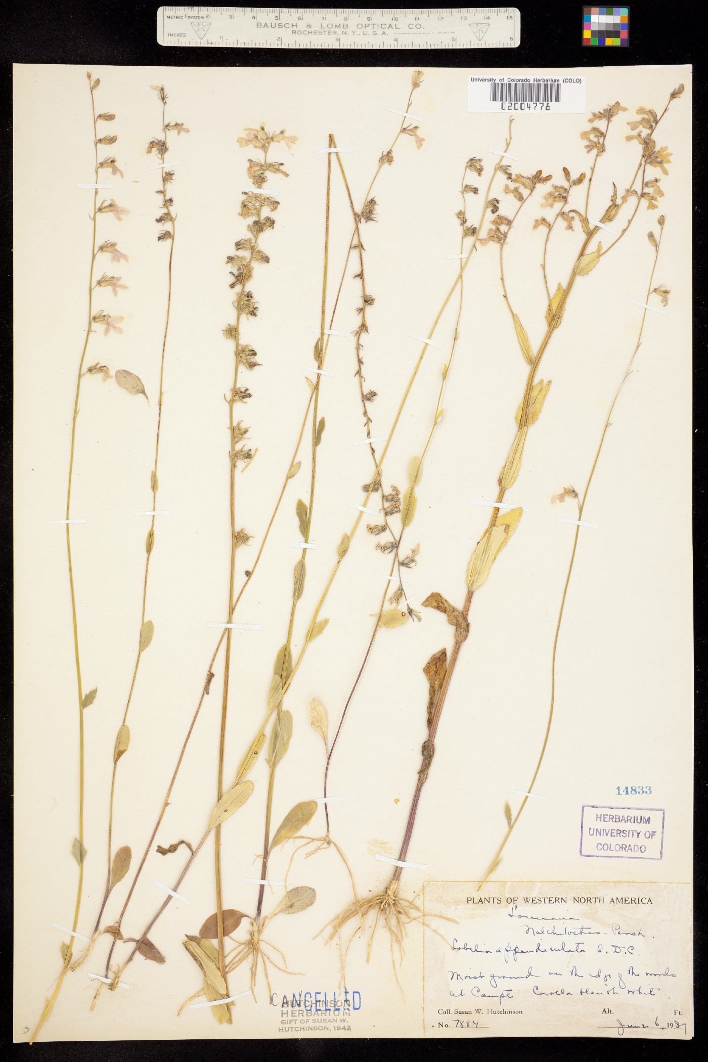Lobelia appendiculata image