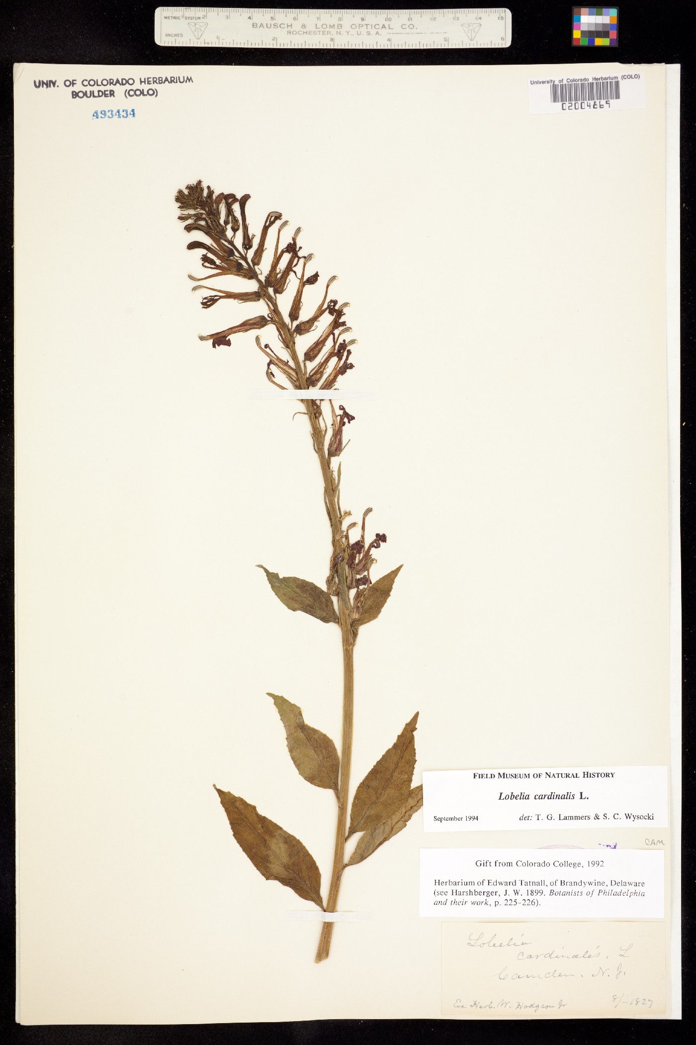 Lobelia cardinalis image