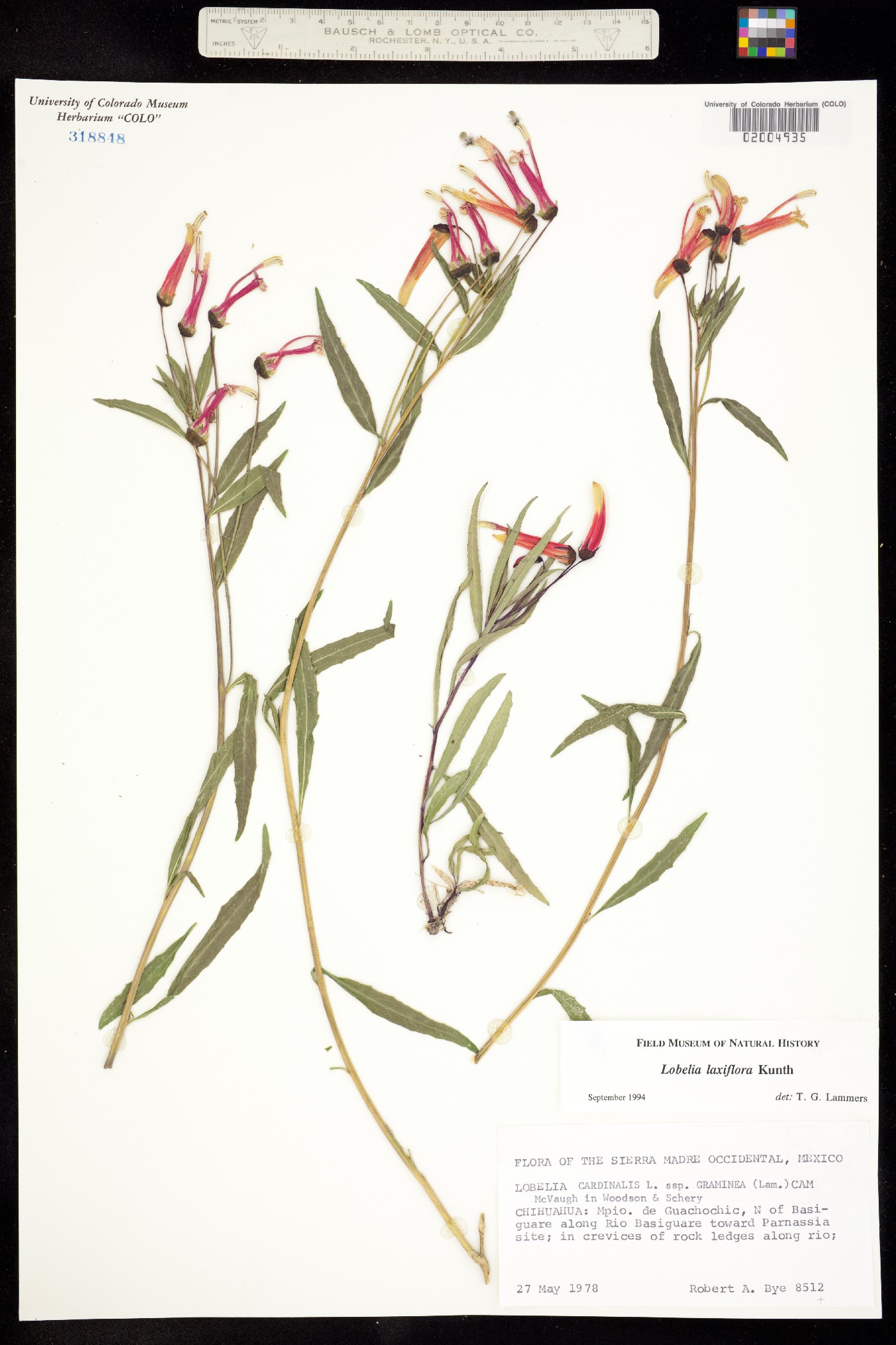 Lobelia cardinalis image