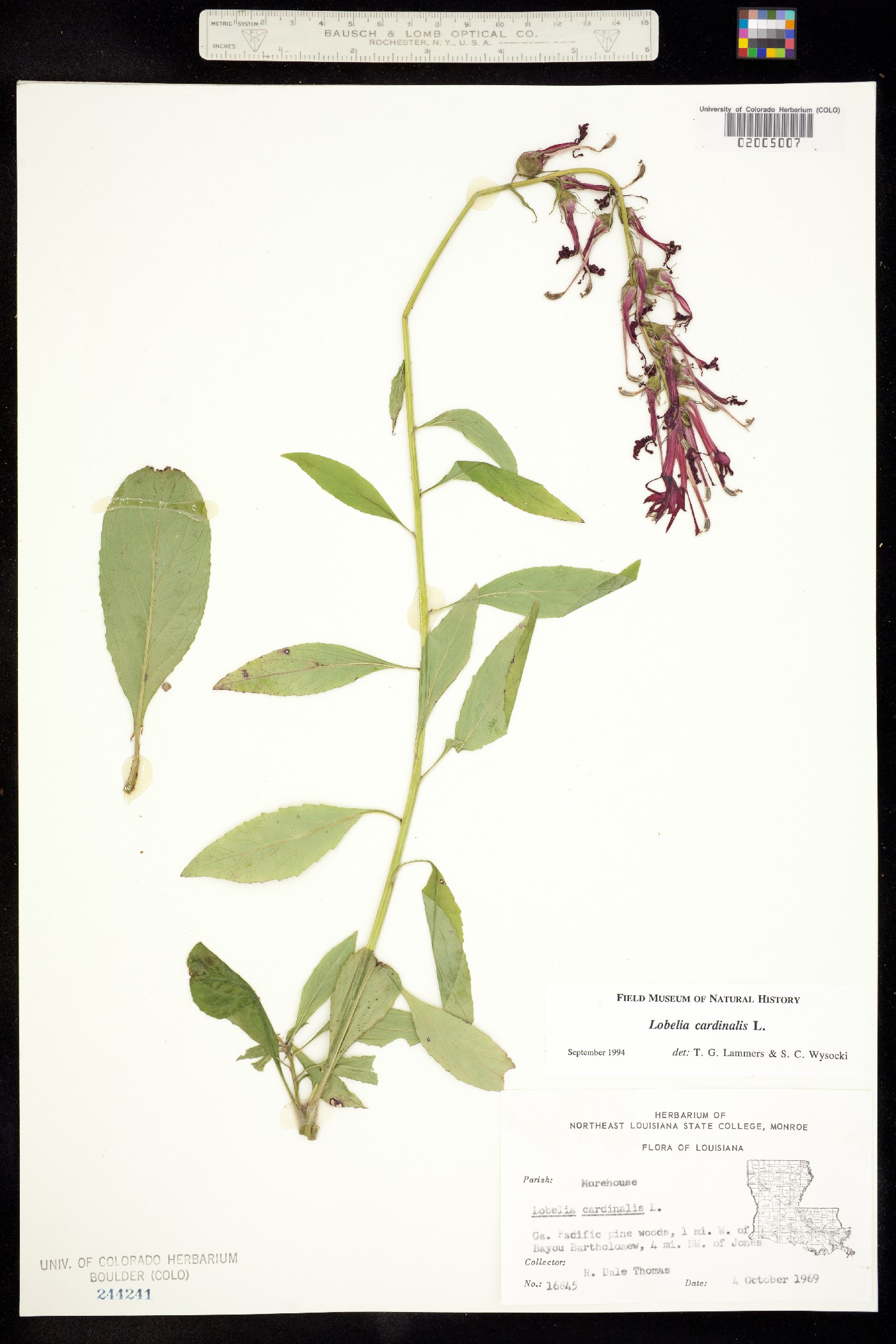 Lobelia cardinalis image