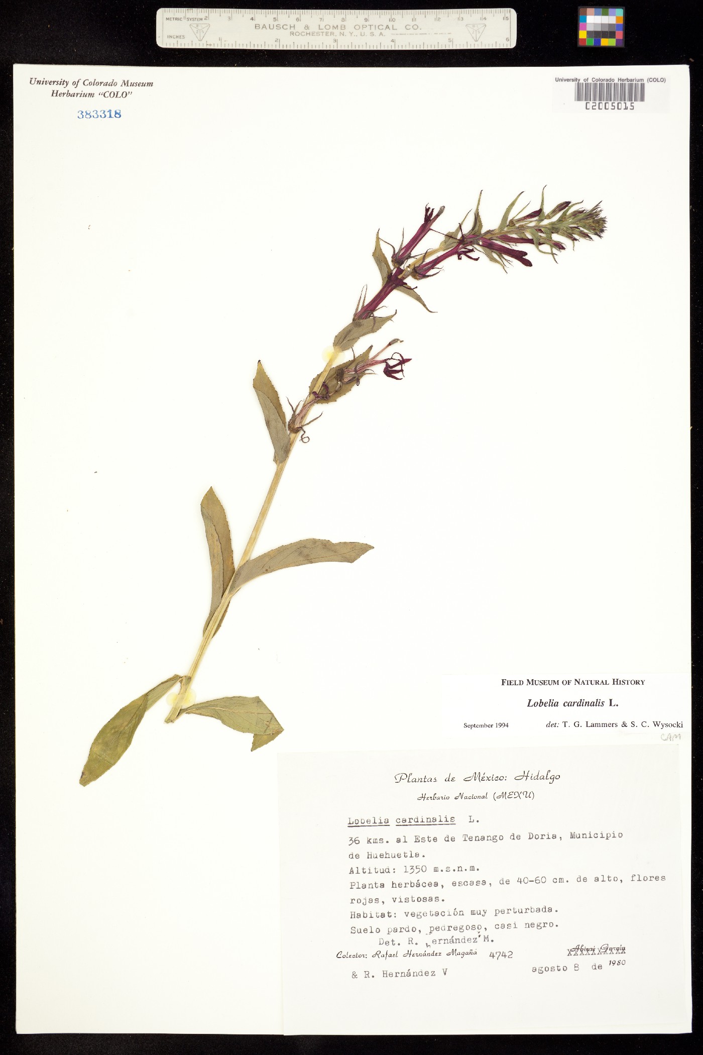 Lobelia cardinalis image