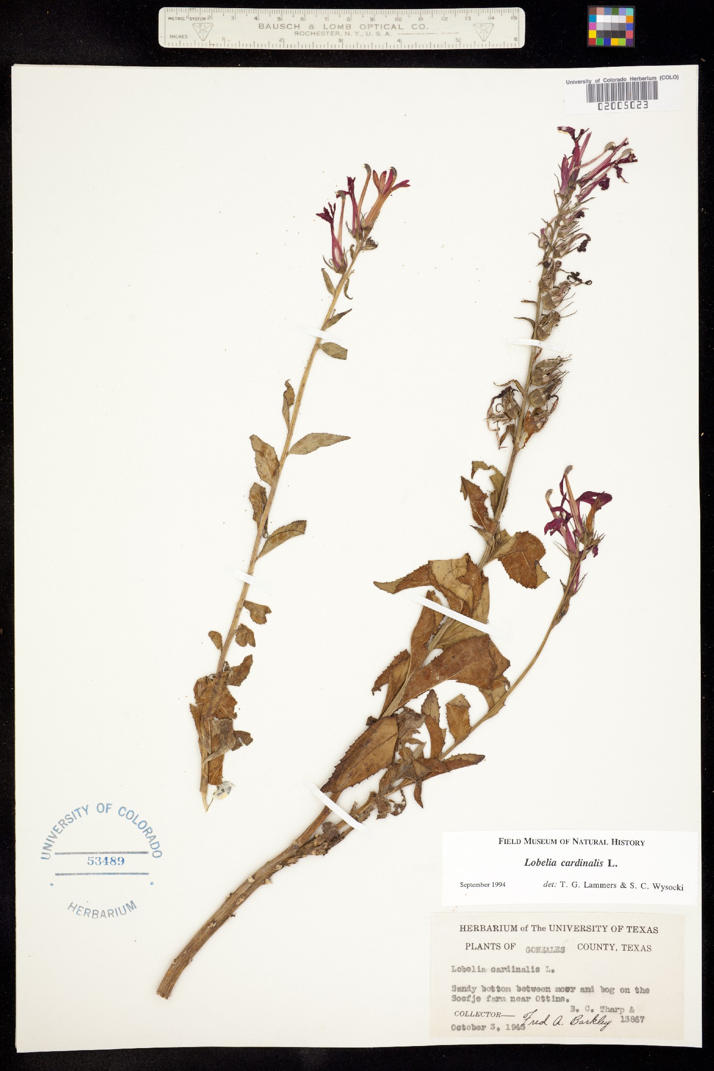 Lobelia cardinalis image