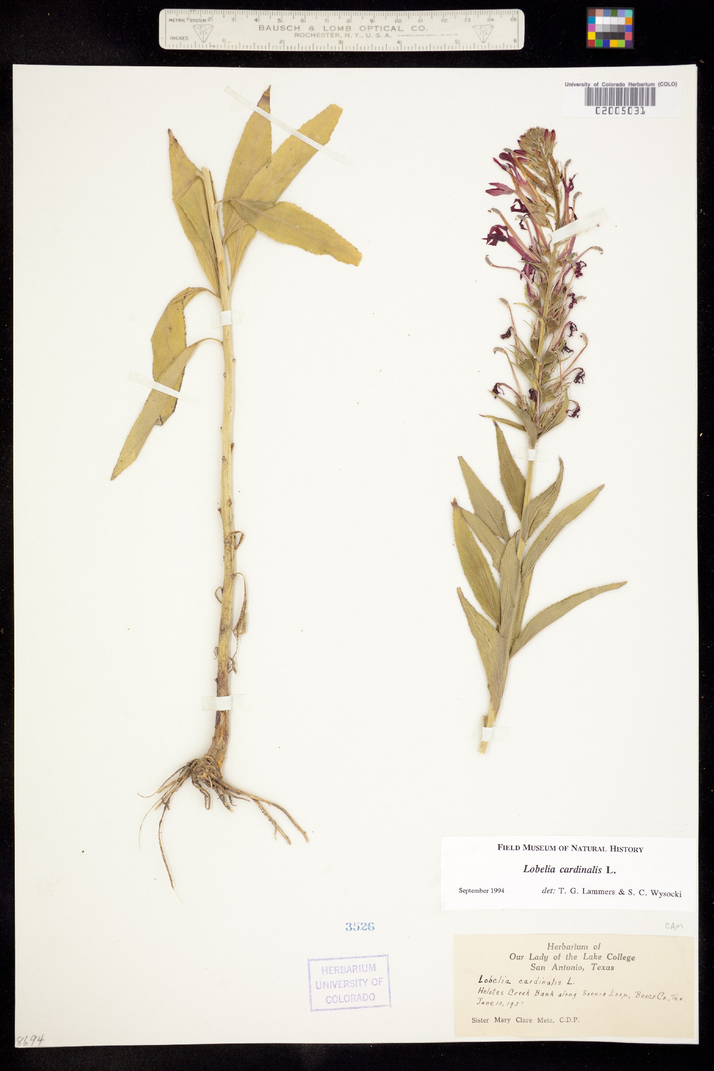 Lobelia cardinalis image