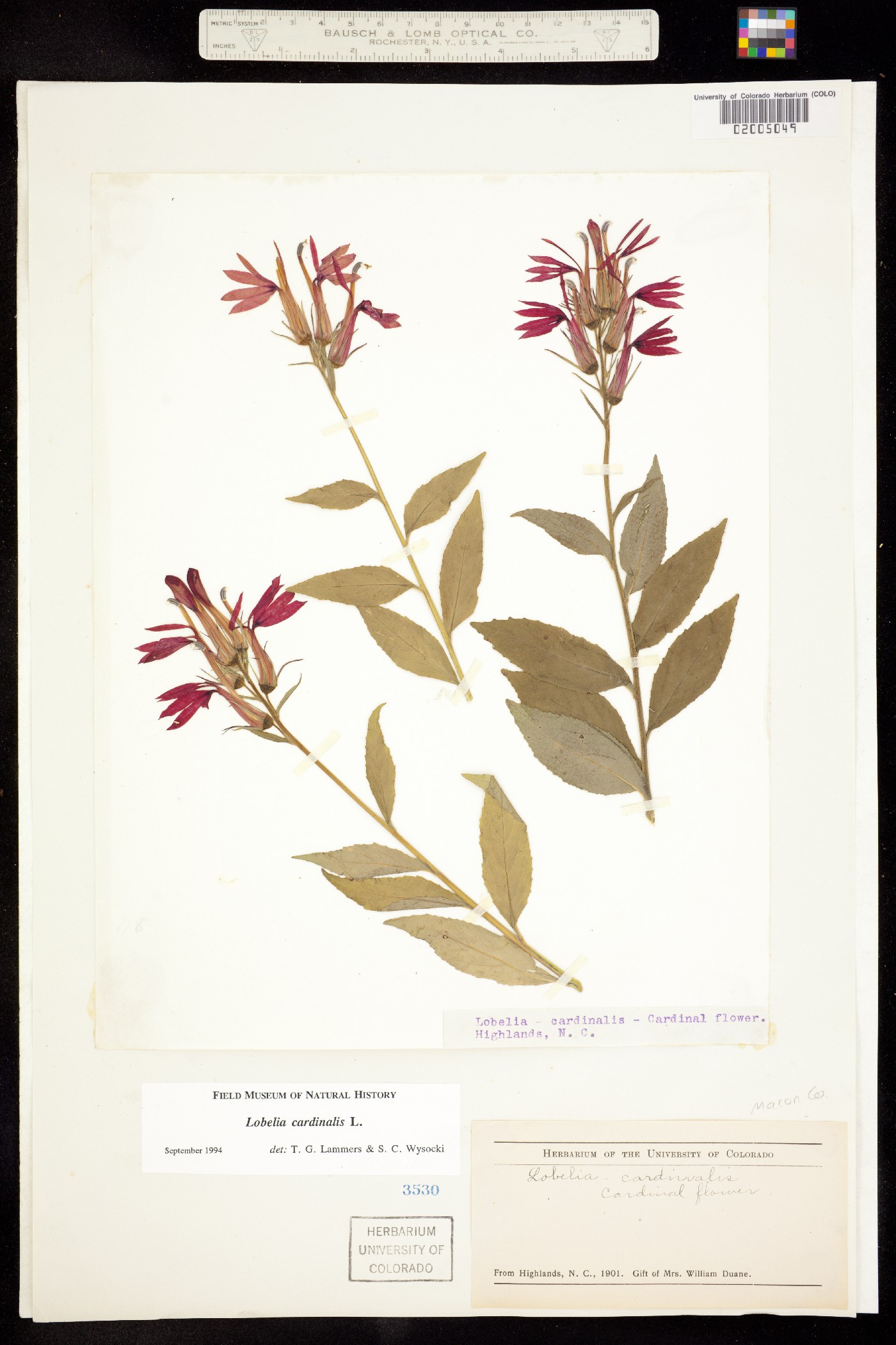 Lobelia cardinalis image