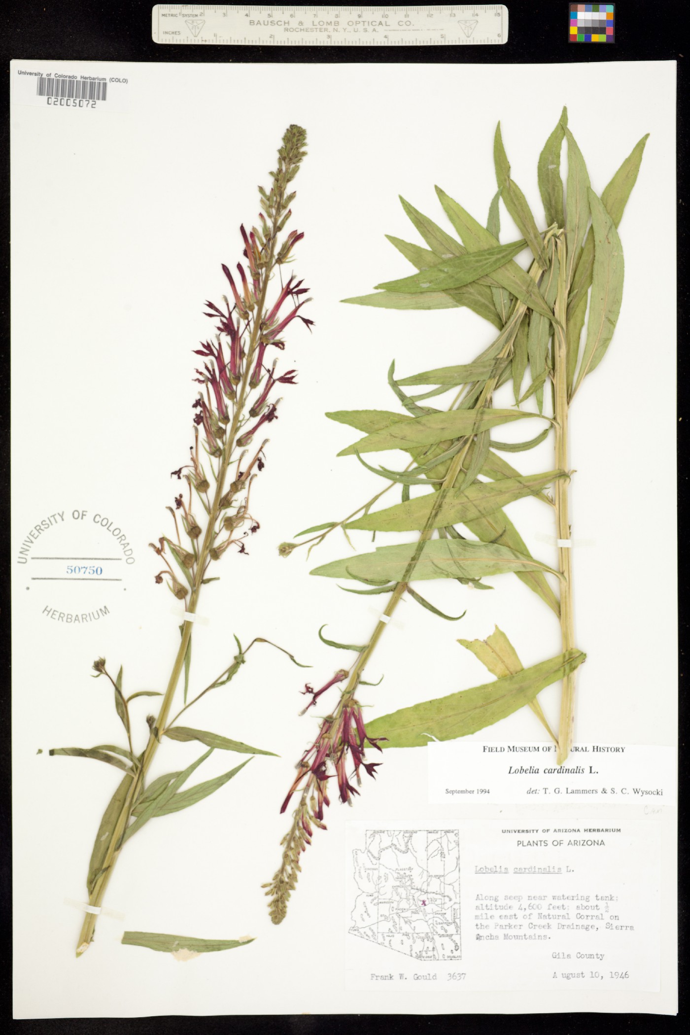 Lobelia cardinalis image