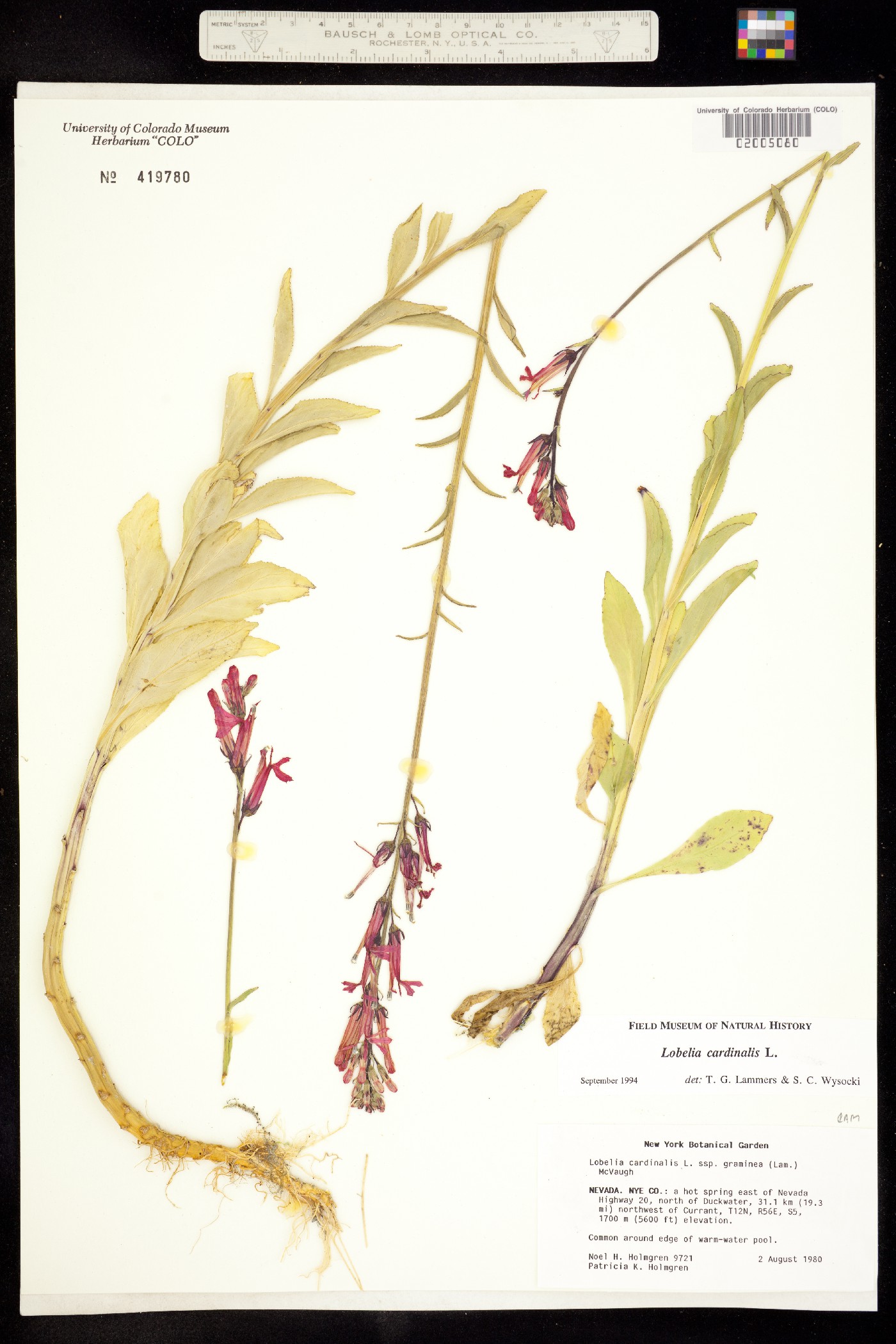 Lobelia cardinalis image
