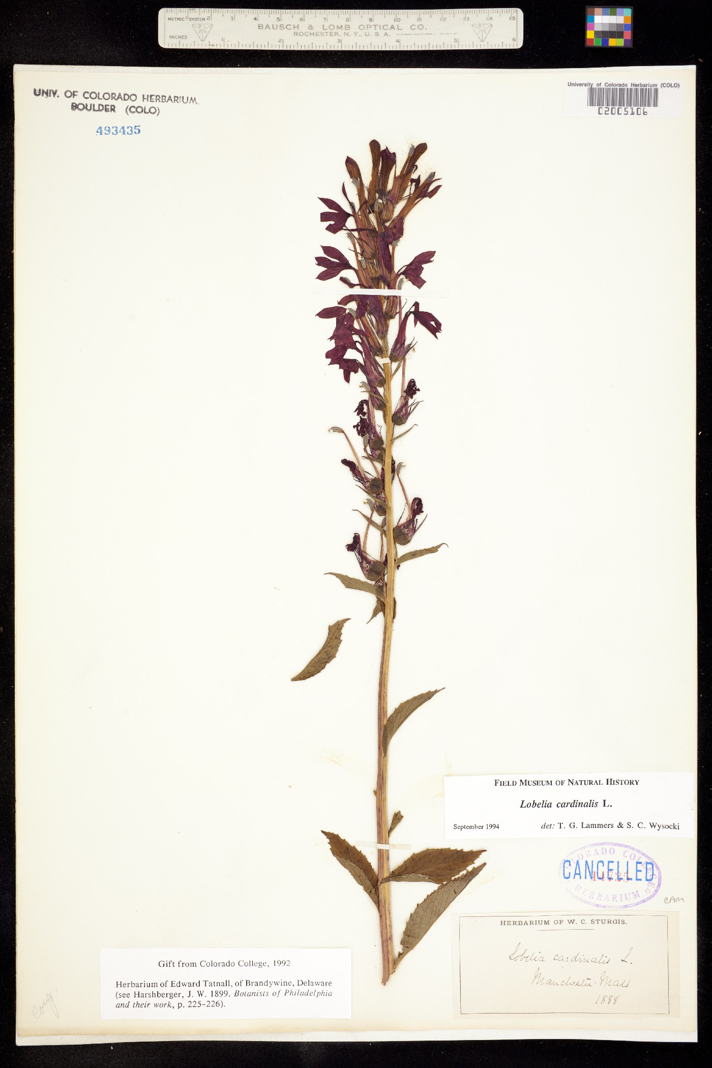 Lobelia cardinalis image