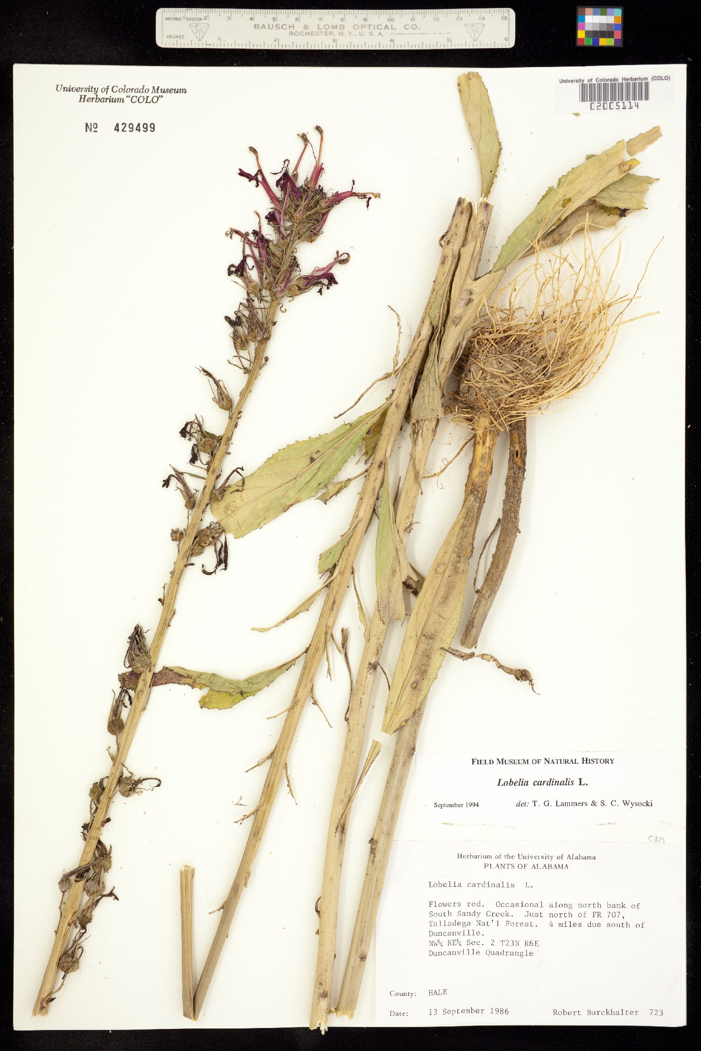 Lobelia cardinalis image