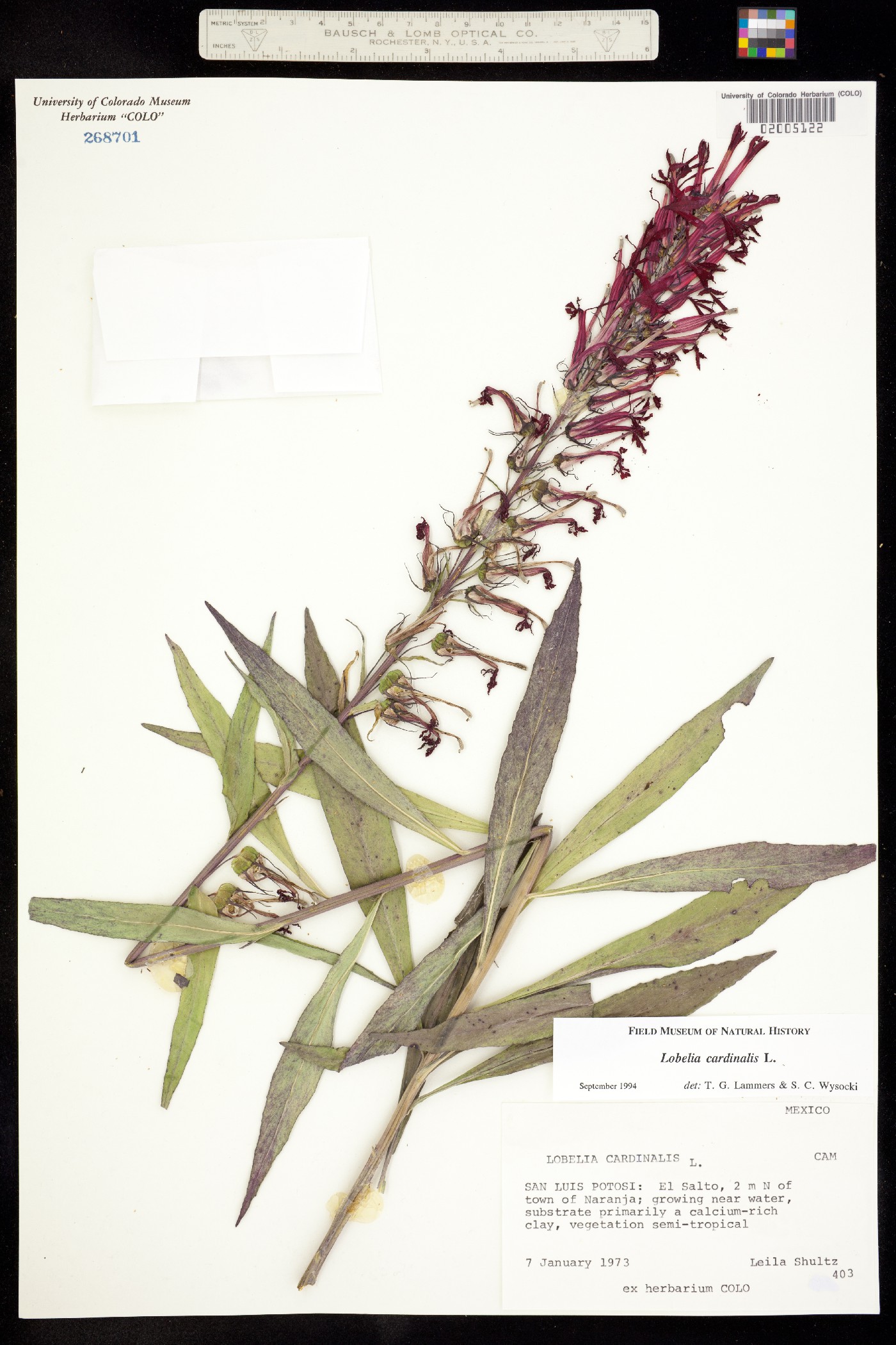 Lobelia cardinalis image