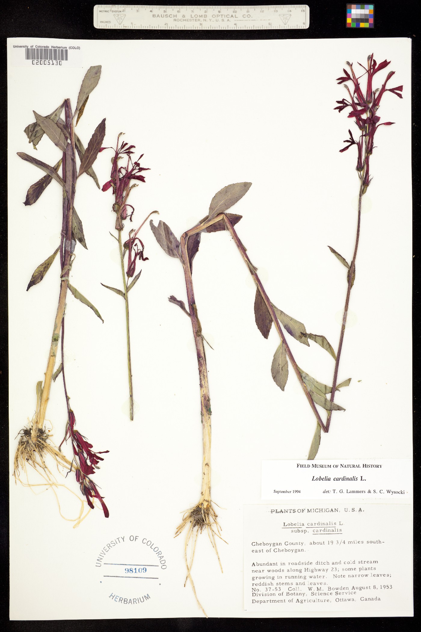 Lobelia cardinalis image