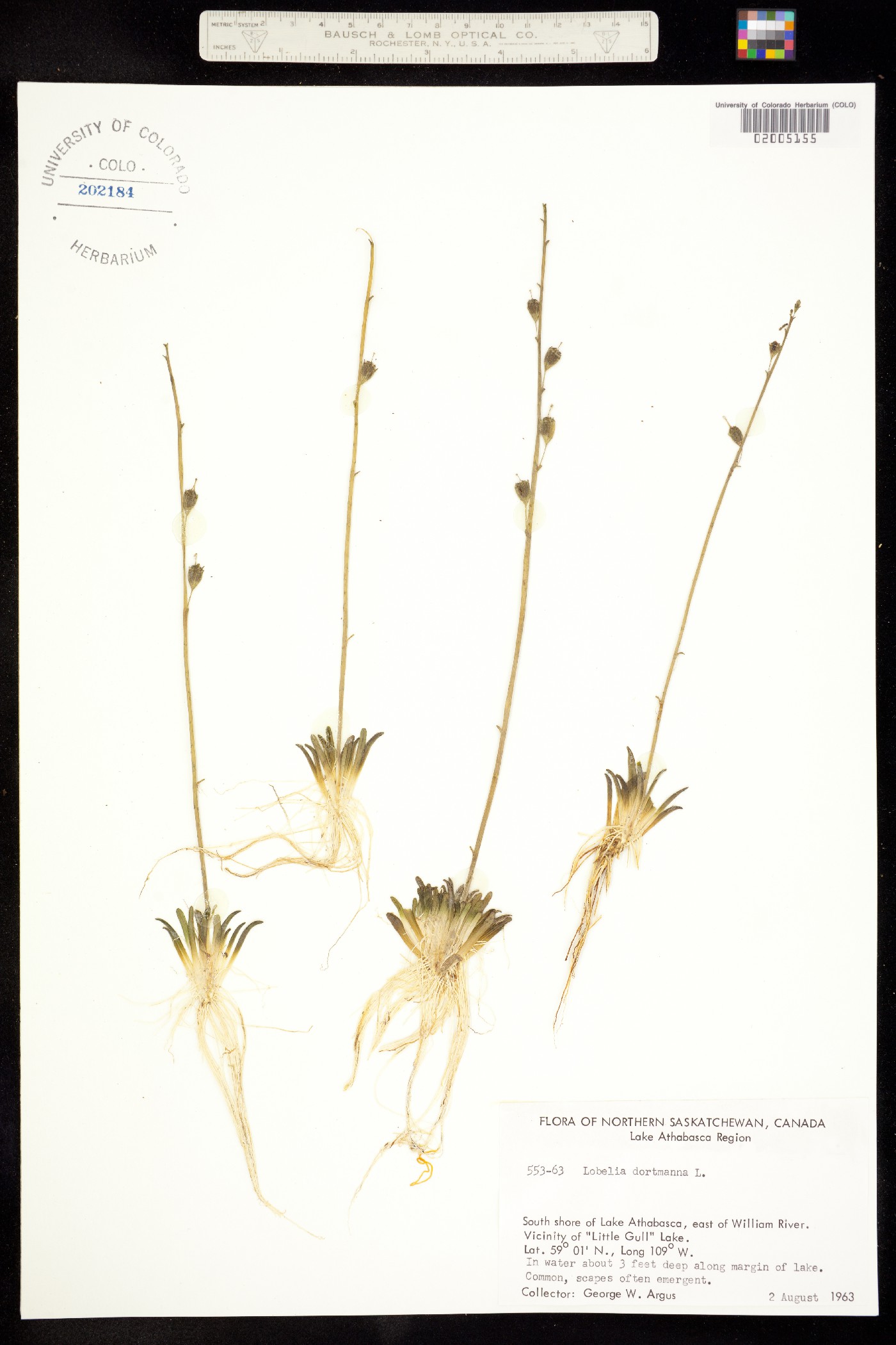 Lobelia dortmanna image