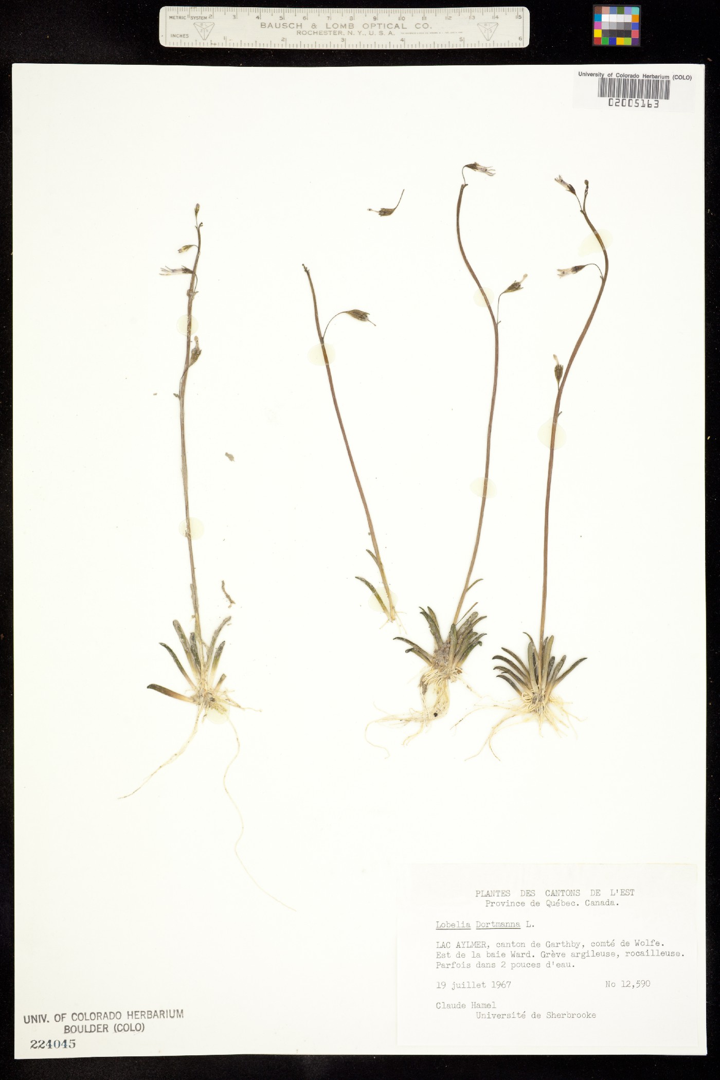 Lobelia dortmanna image