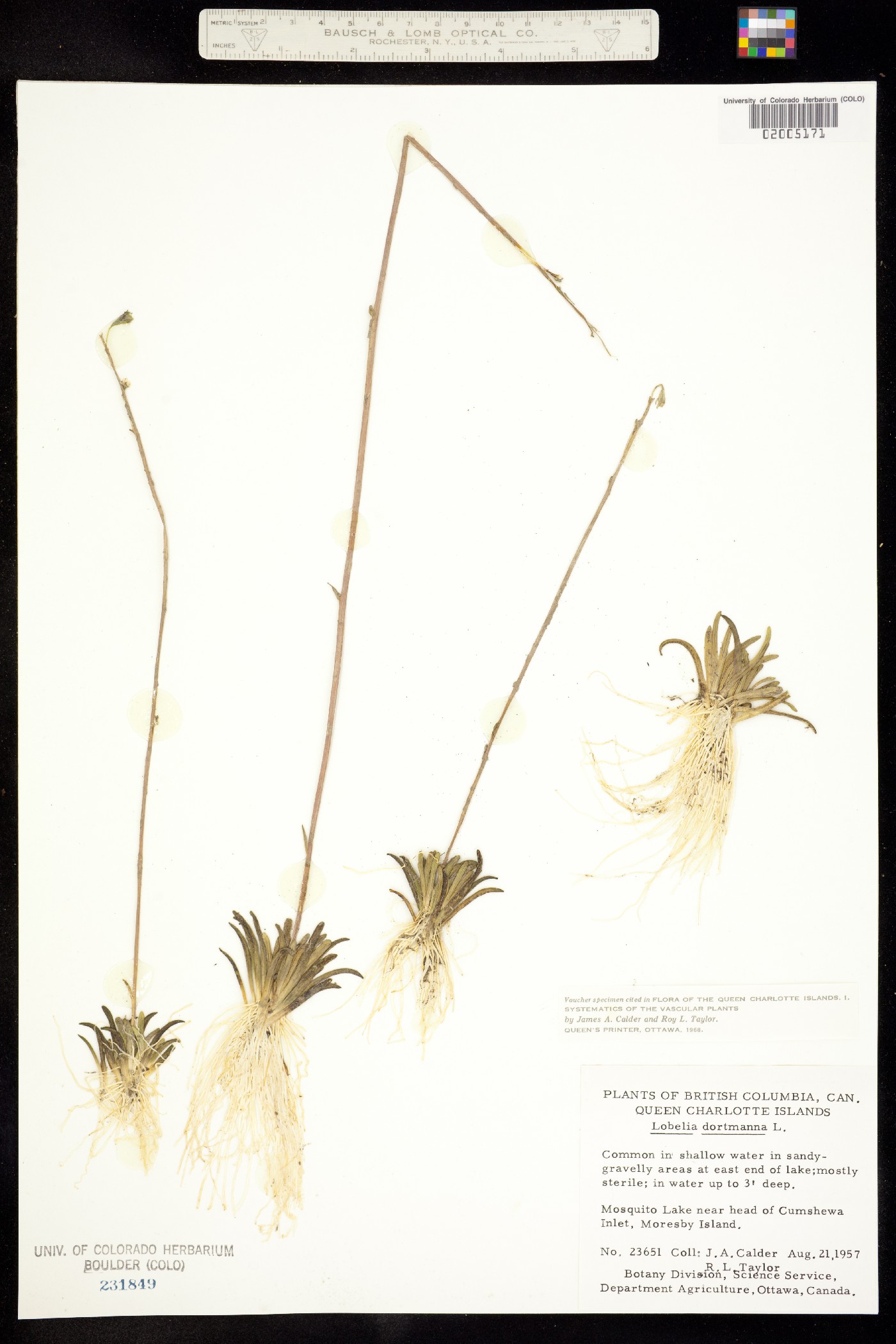 Lobelia dortmanna image